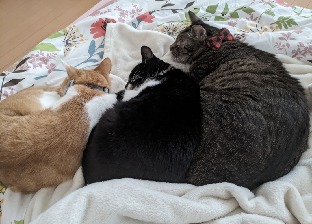 がるちゃん猫カフェ92号店開店しました♫(初めての方も大歓迎♫)