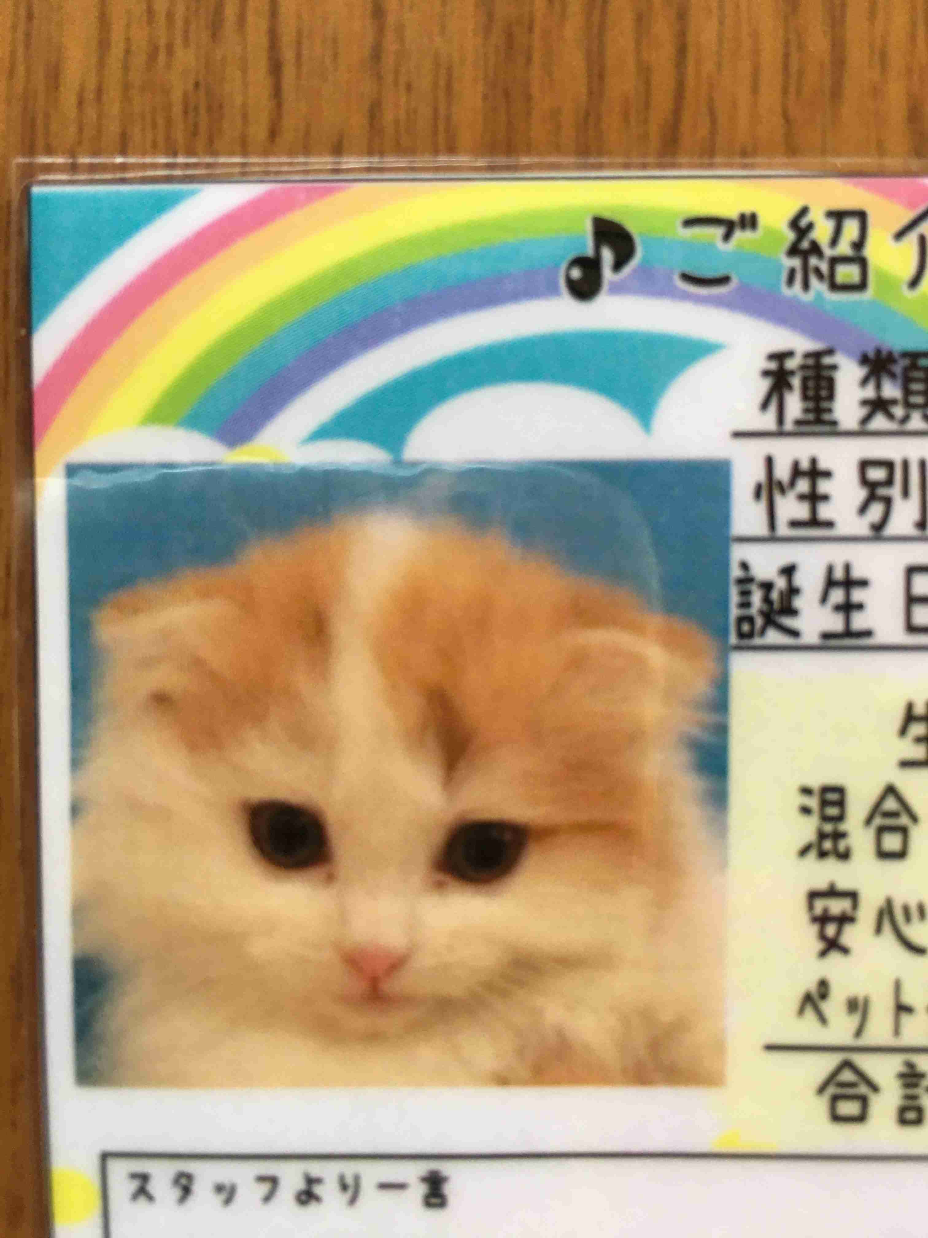 がるちゃん猫カフェ92号店開店しました♫(初めての方も大歓迎♫)