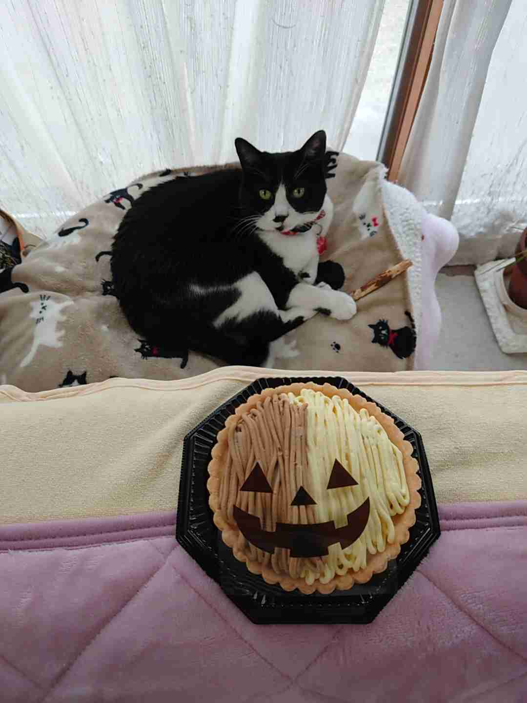 がるちゃん猫カフェ92号店開店しました♫(初めての方も大歓迎♫）