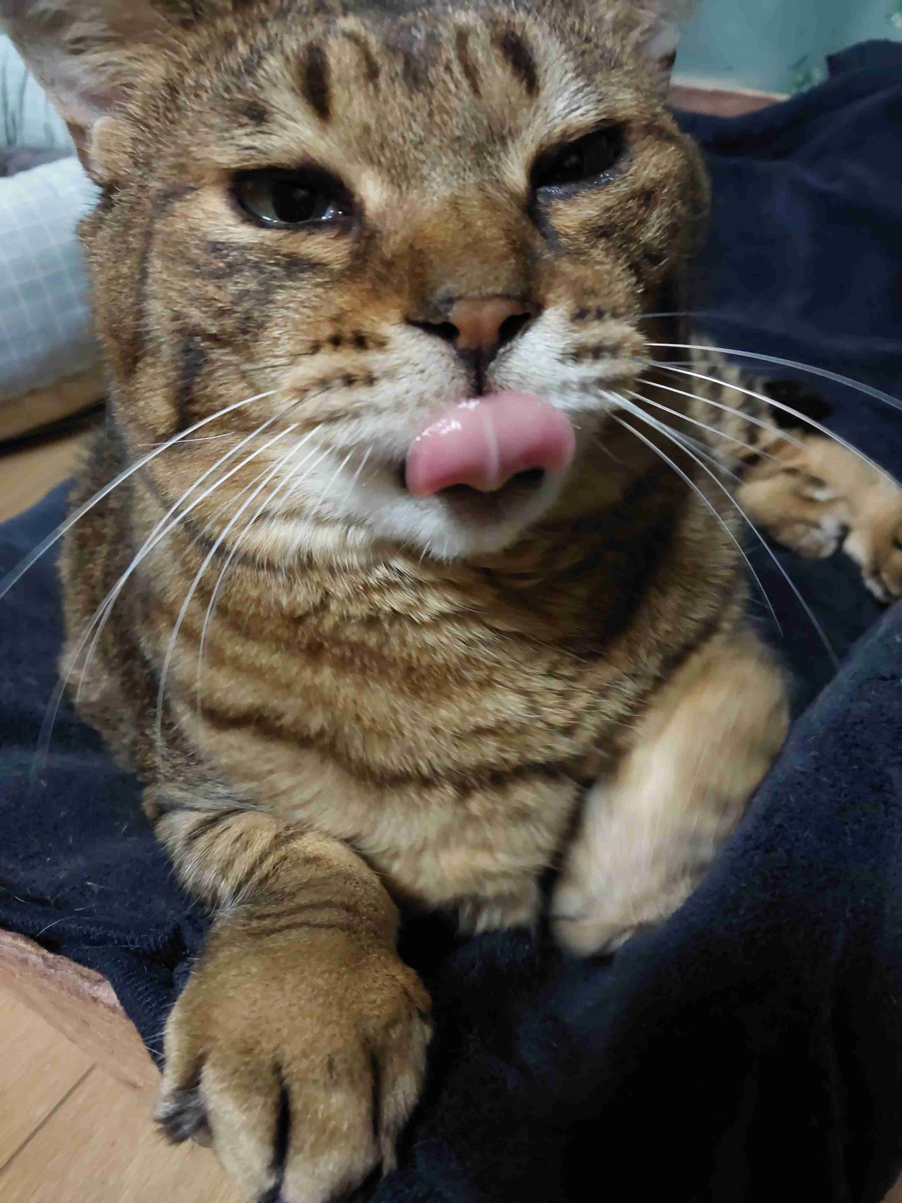 がるちゃん猫カフェ92号店開店しました♫(初めての方も大歓迎♫）