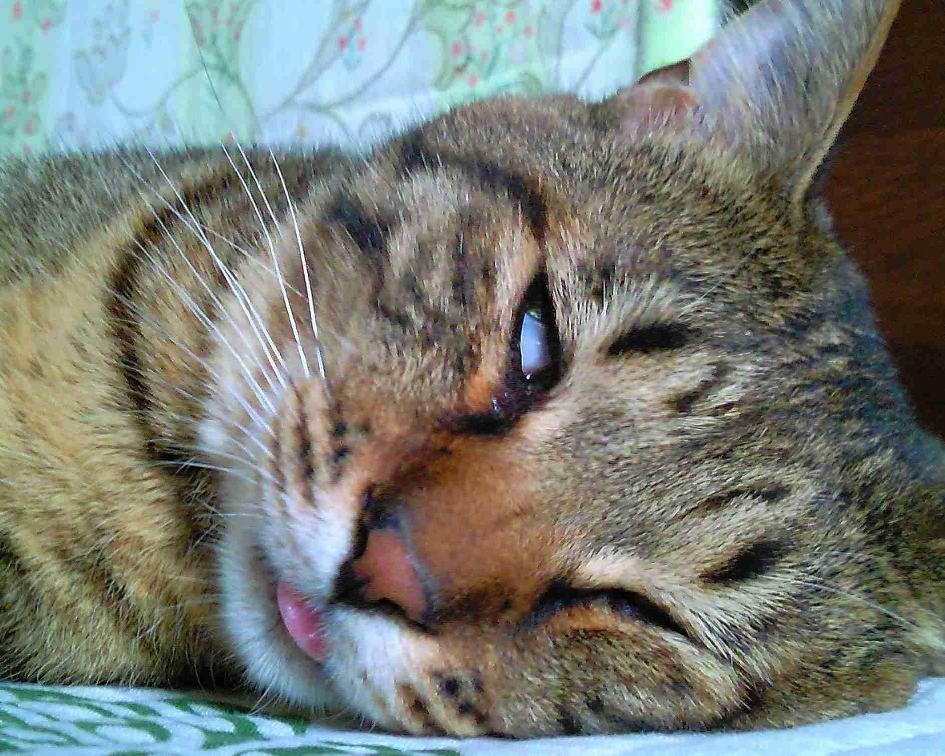 がるちゃん猫カフェ92号店開店しました♫(初めての方も大歓迎♫)