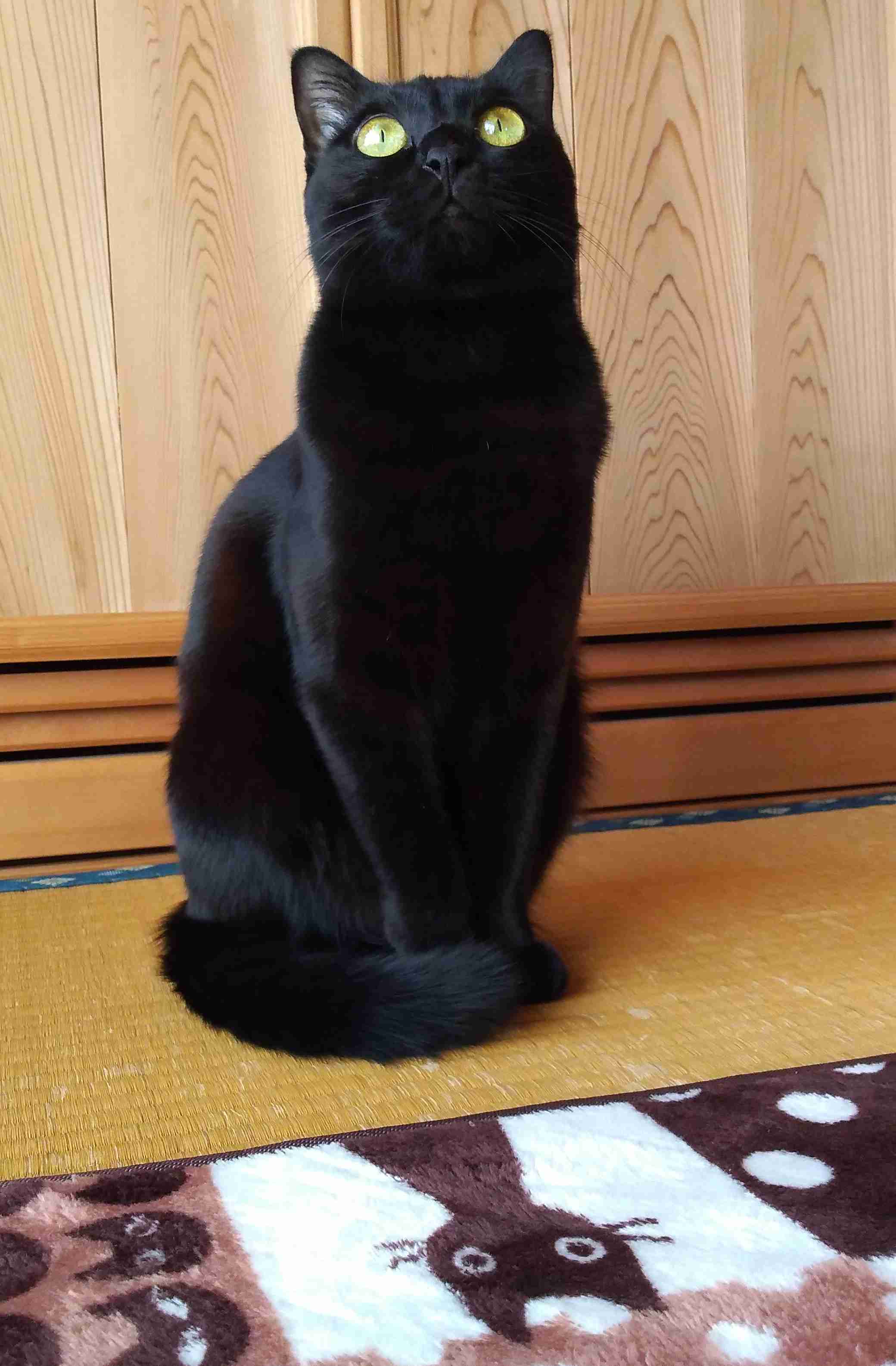 がるちゃん猫カフェ92号店開店しました♫(初めての方も大歓迎♫)