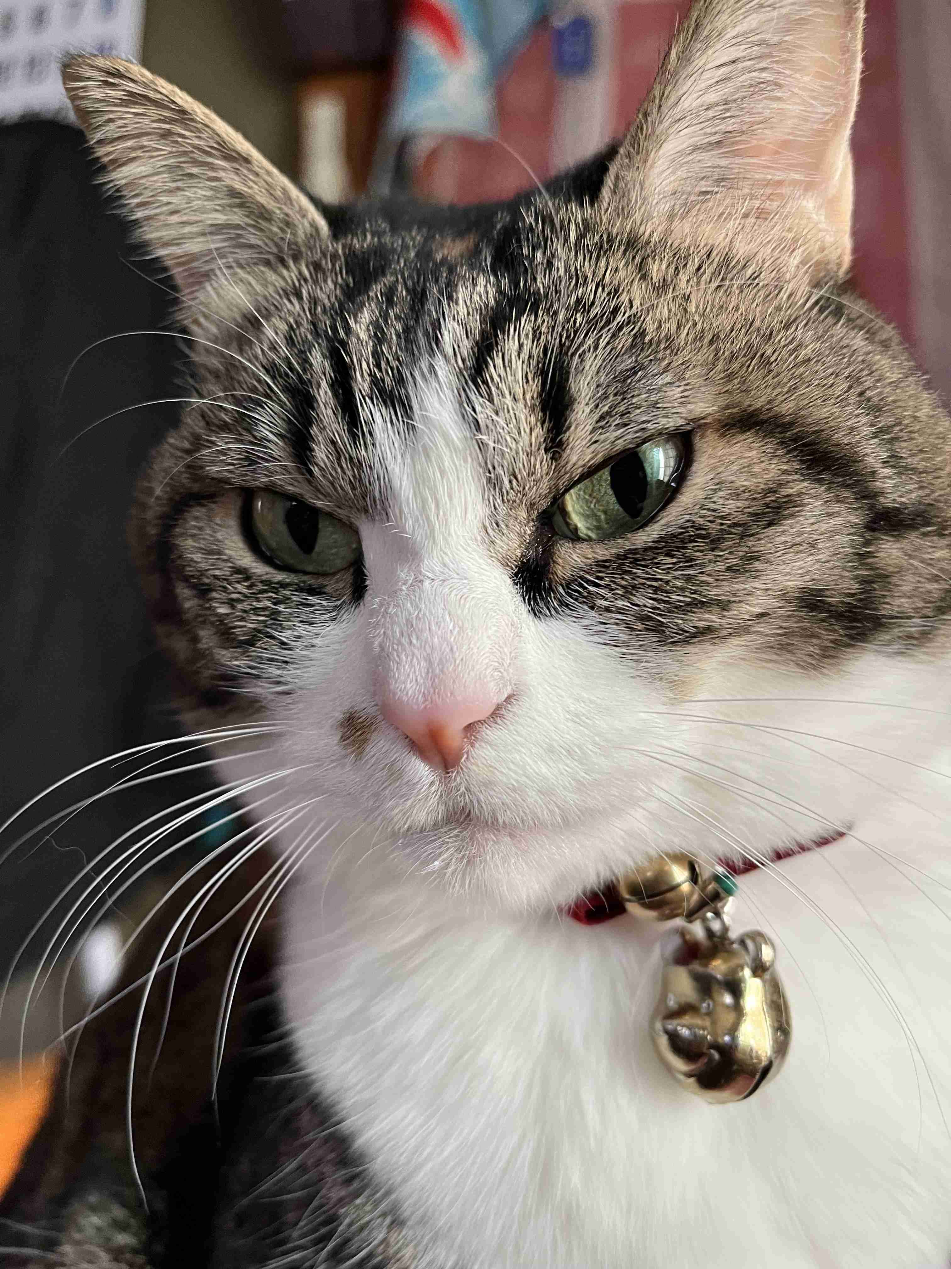 がるちゃん猫カフェ92号店開店しました♫(初めての方も大歓迎♫)