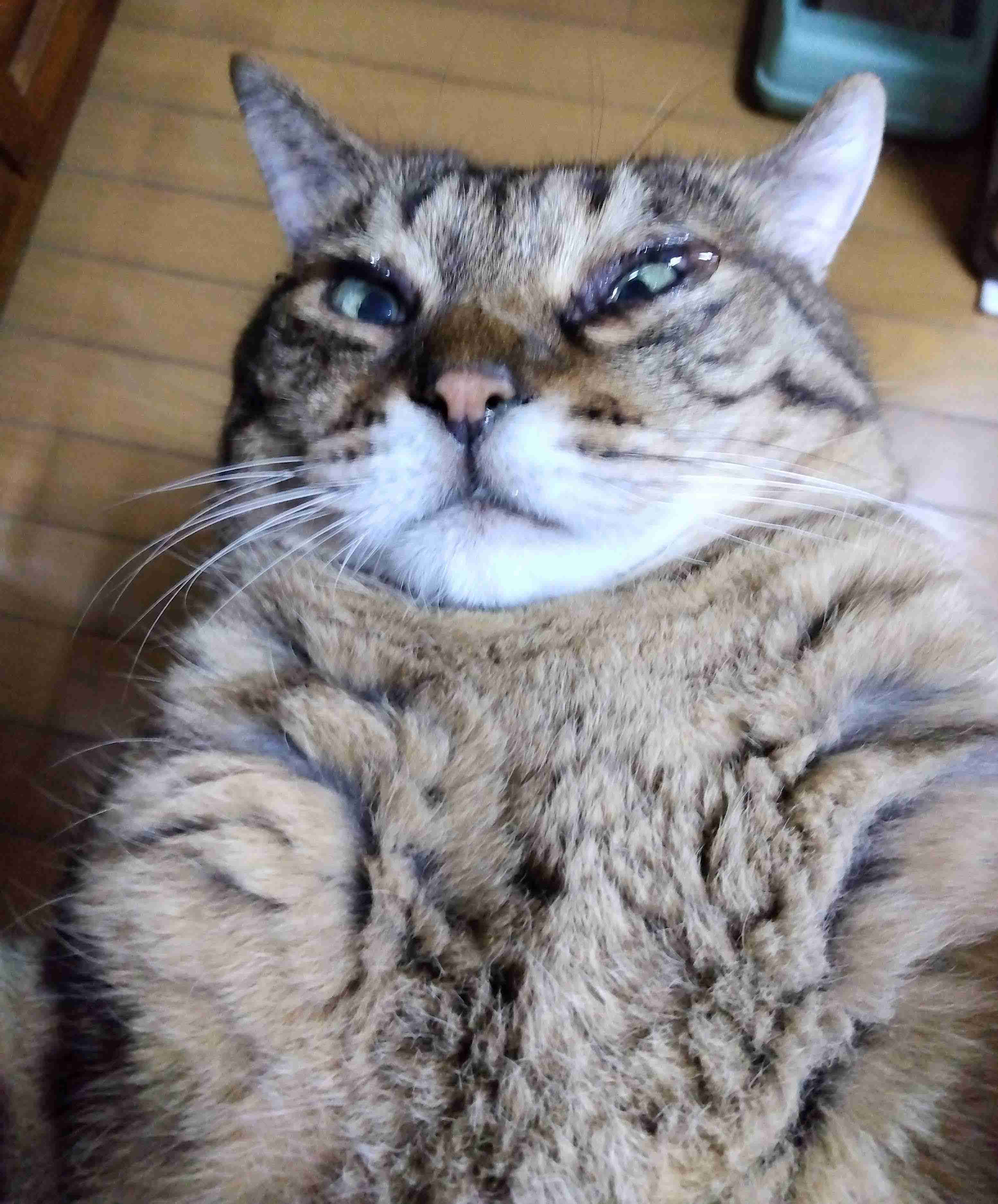 がるちゃん猫カフェ92号店開店しました♫(初めての方も大歓迎♫)