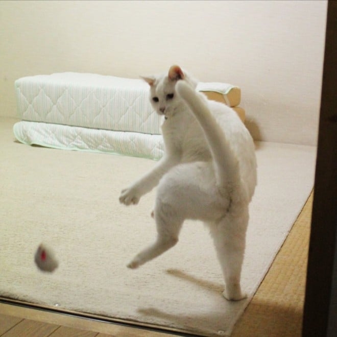 がるちゃん猫カフェ92号店開店しました♫(初めての方も大歓迎♫）