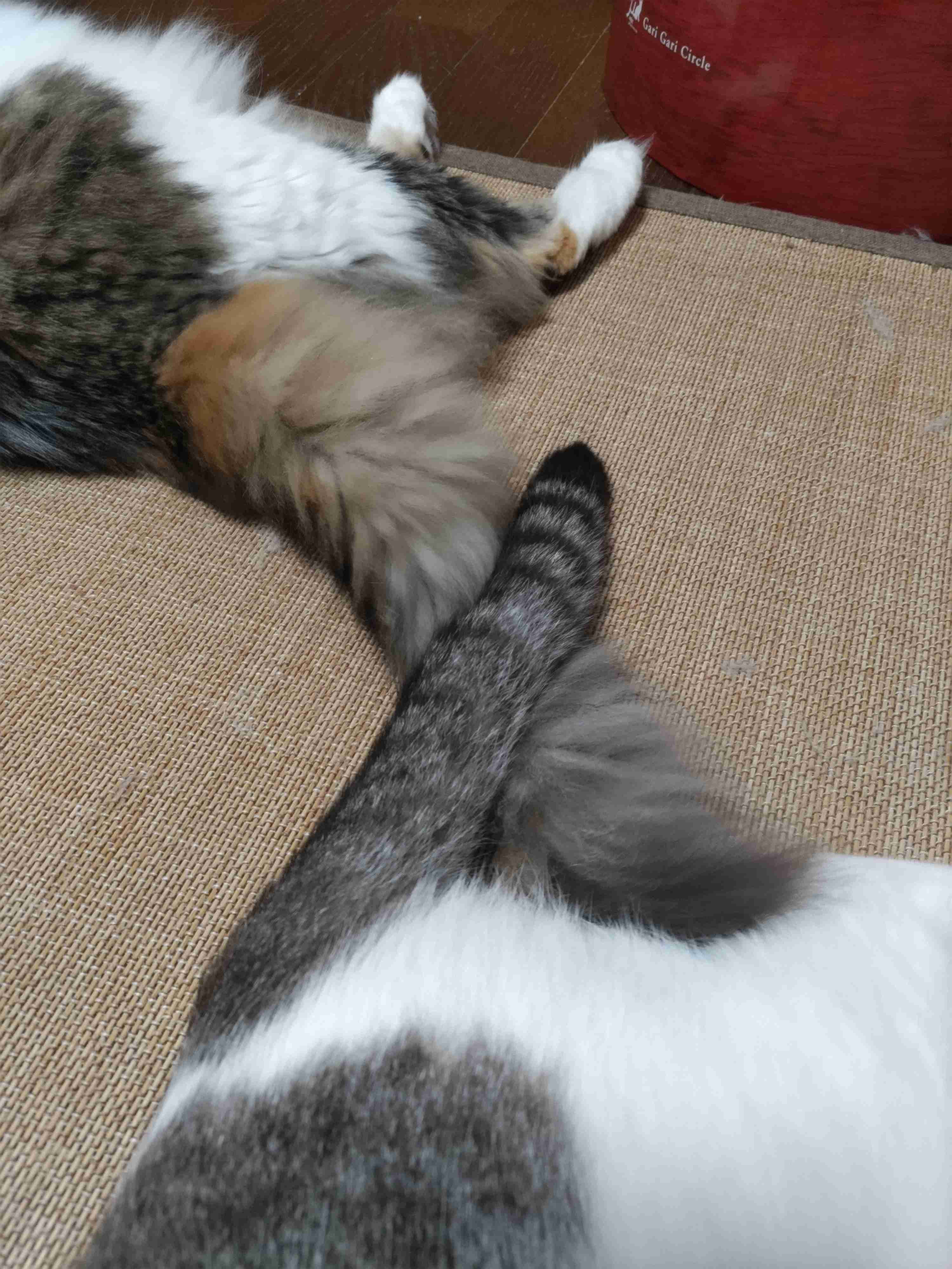 がるちゃん猫カフェ92号店開店しました♫(初めての方も大歓迎♫)