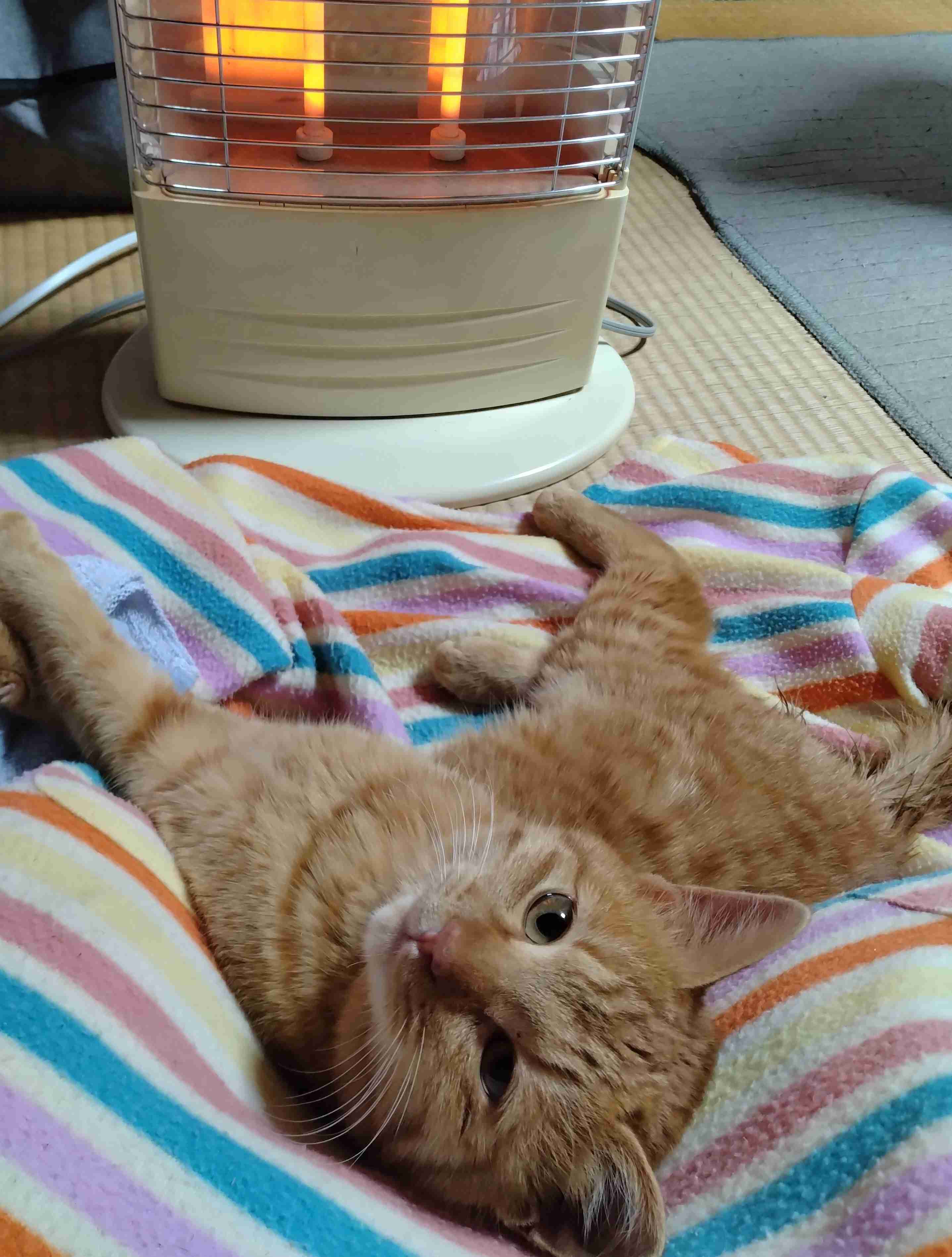 がるちゃん猫カフェ92号店開店しました♫(初めての方も大歓迎♫)