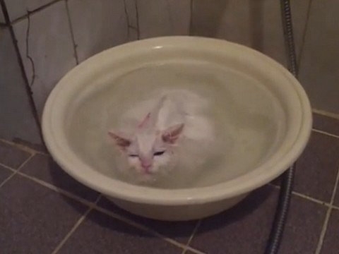 がるちゃん猫カフェ92号店開店しました♫(初めての方も大歓迎♫)