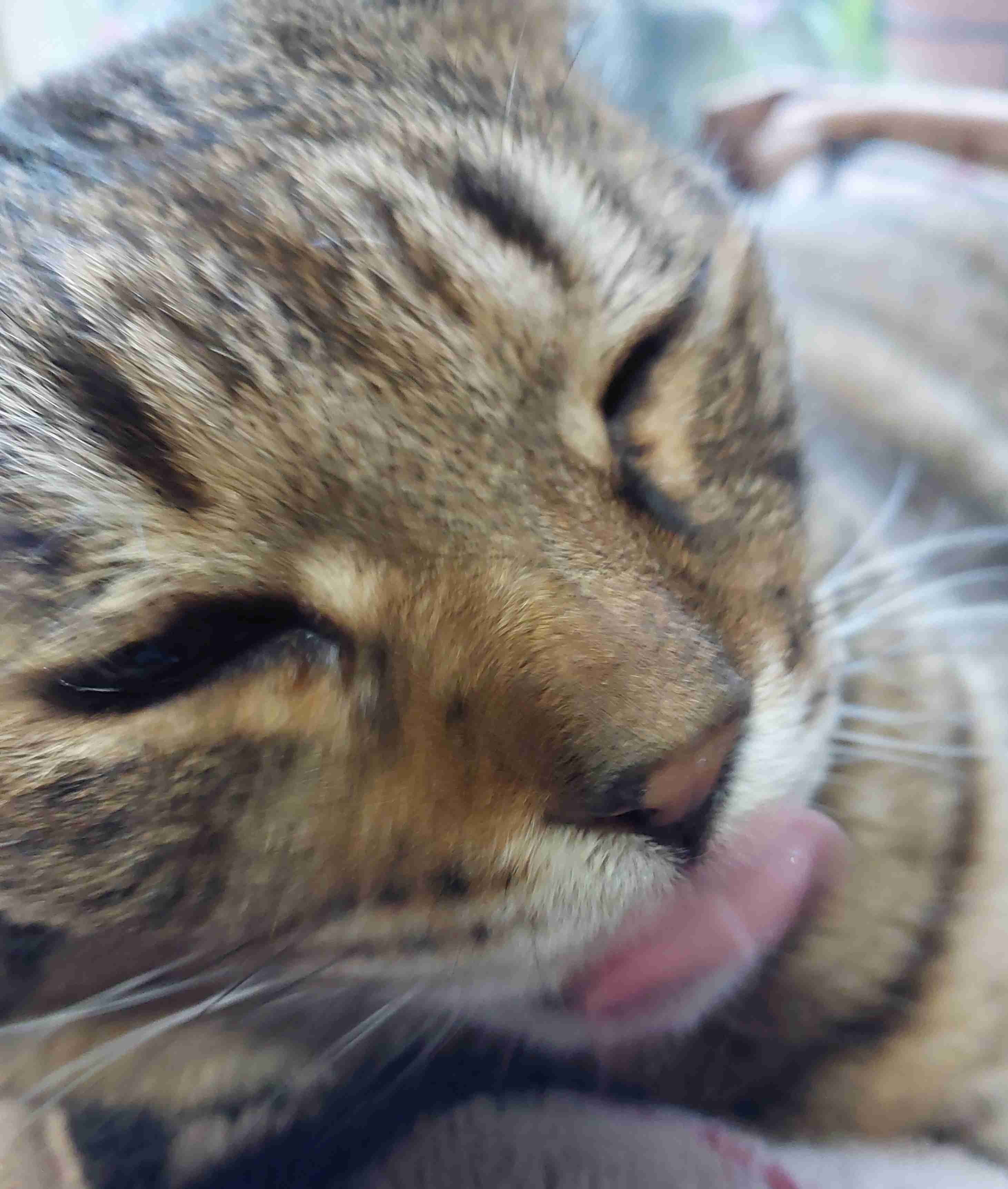 がるちゃん猫カフェ92号店開店しました♫(初めての方も大歓迎♫)