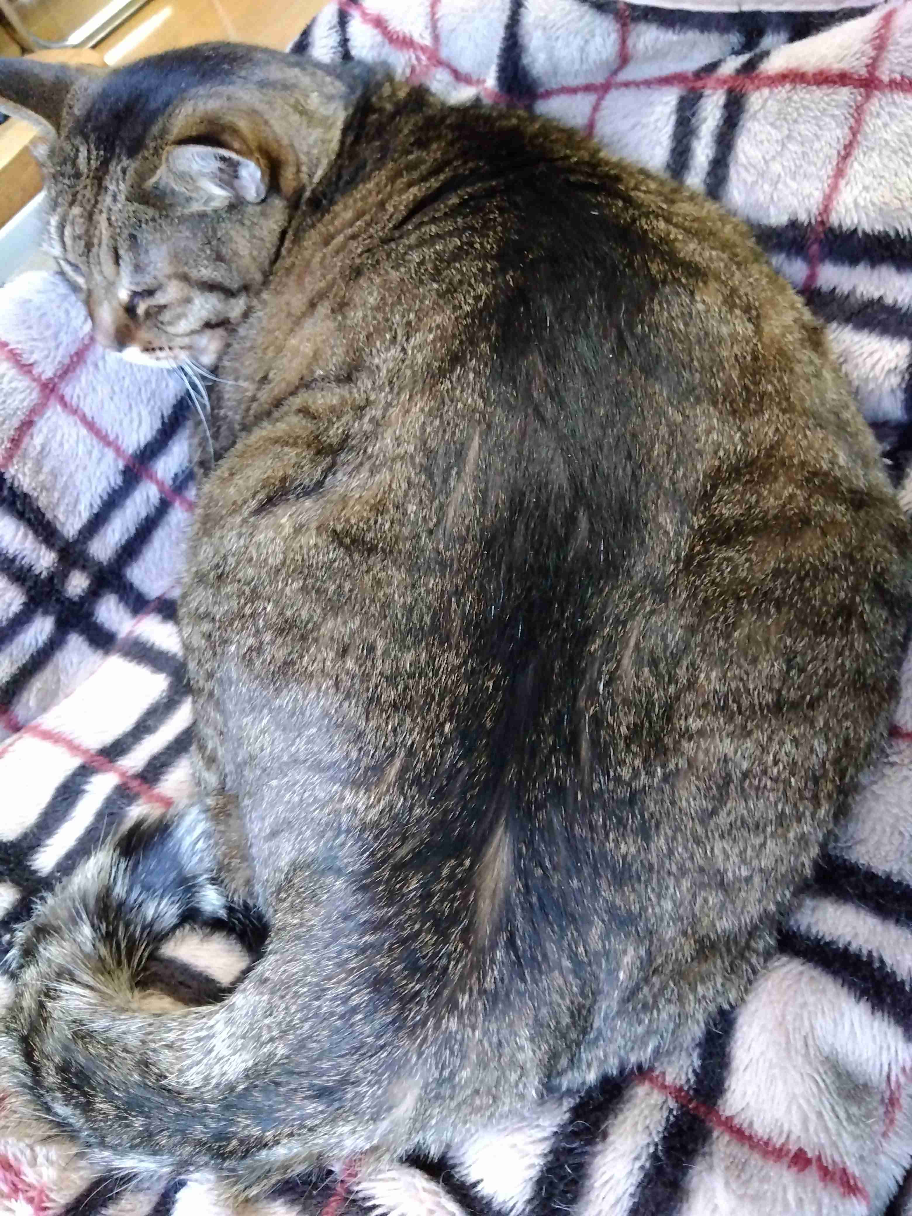 がるちゃん猫カフェ92号店開店しました♫(初めての方も大歓迎♫）