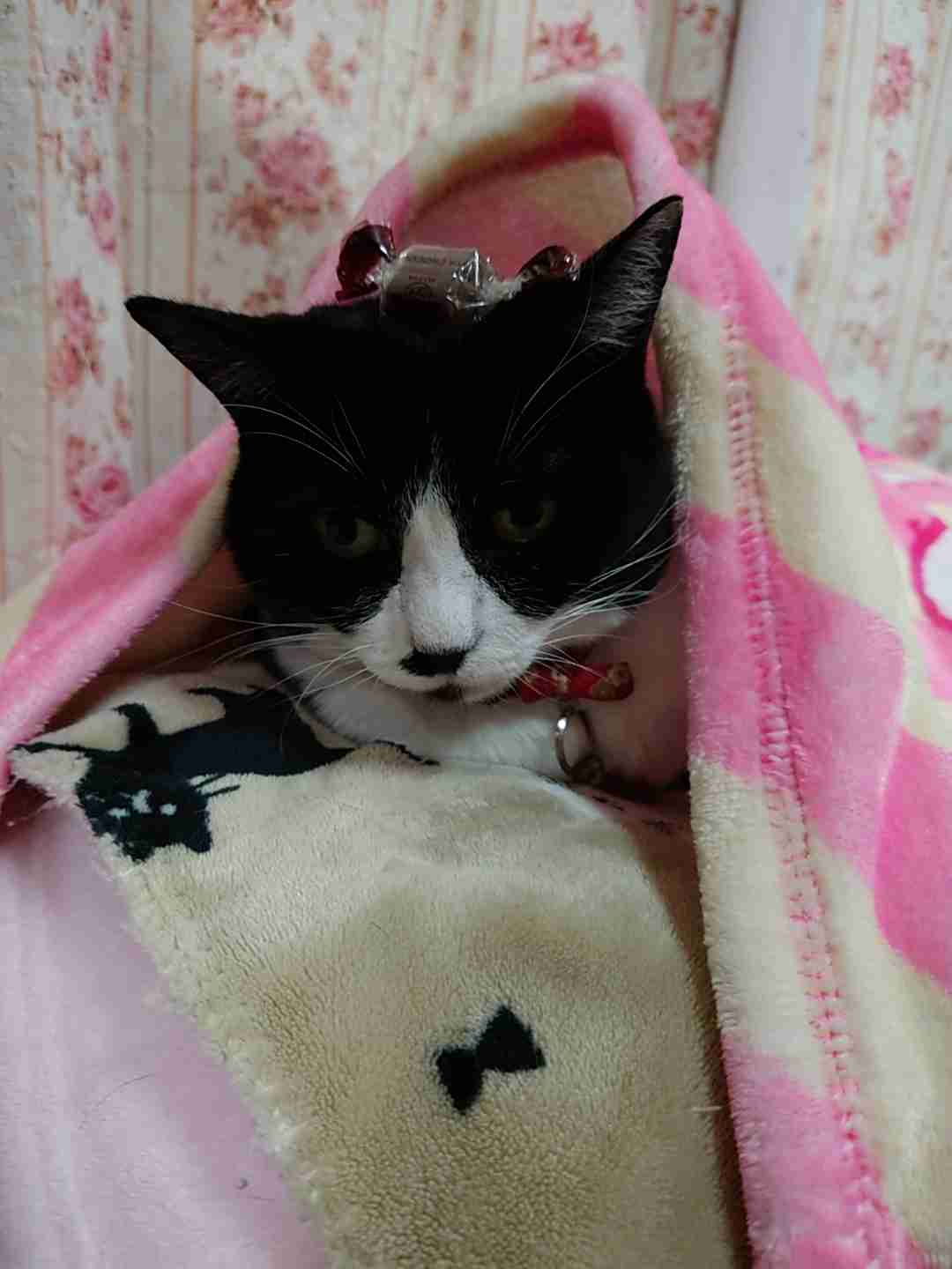 がるちゃん猫カフェ92号店開店しました♫(初めての方も大歓迎♫)