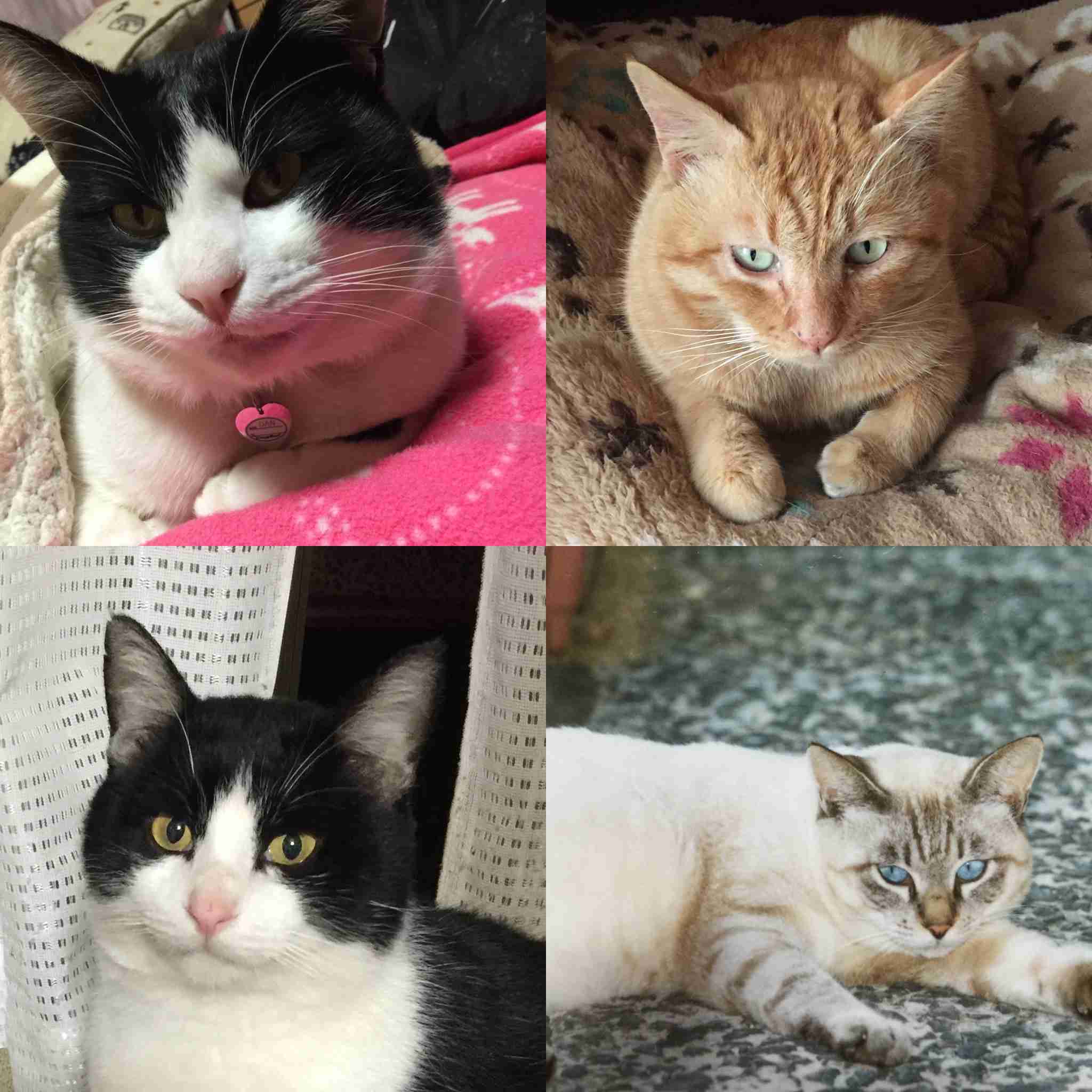 がるちゃん猫カフェ92号店開店しました♫(初めての方も大歓迎♫)