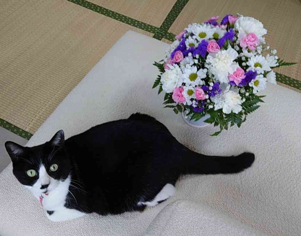 がるちゃん猫カフェ92号店開店しました♫(初めての方も大歓迎♫）