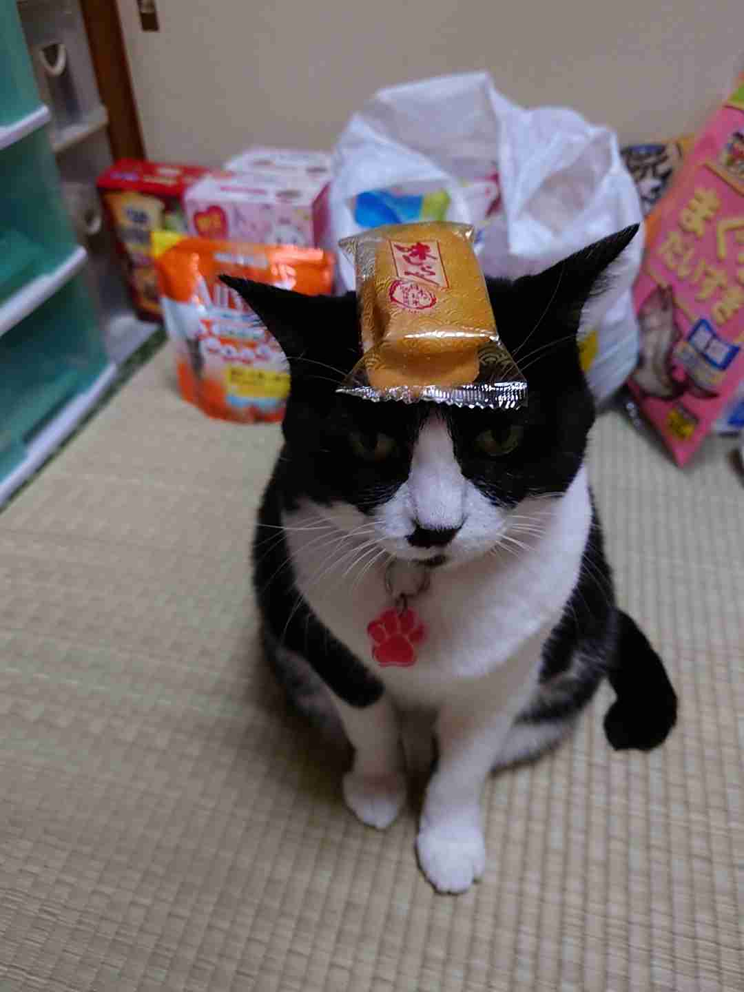 がるちゃん猫カフェ92号店開店しました♫(初めての方も大歓迎♫)