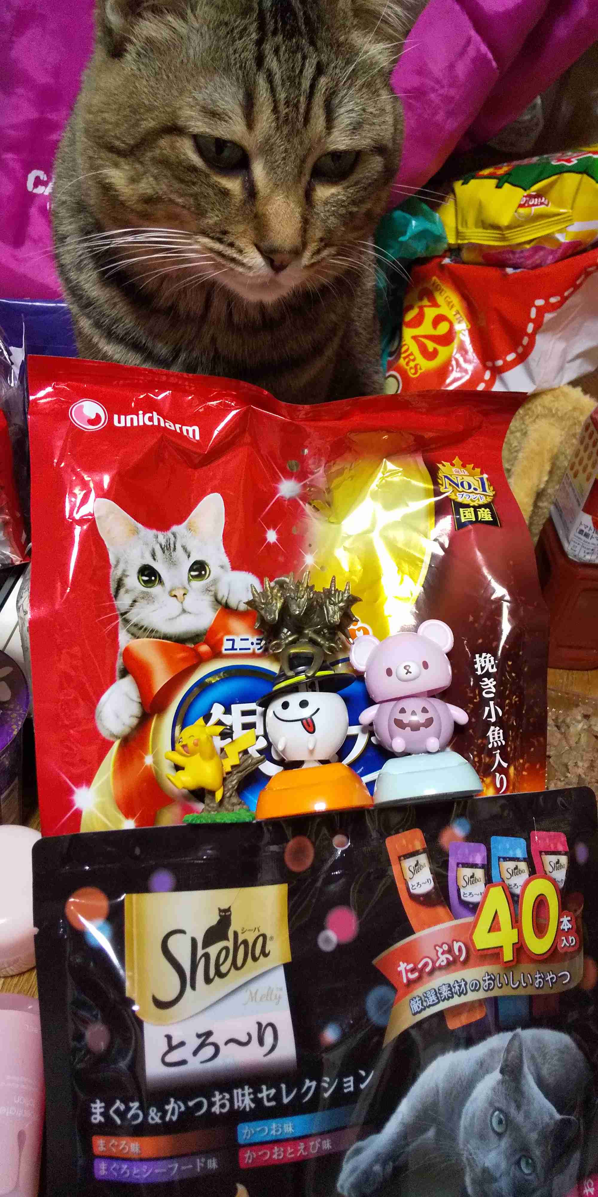 がるちゃん猫カフェ92号店開店しました♫(初めての方も大歓迎♫）