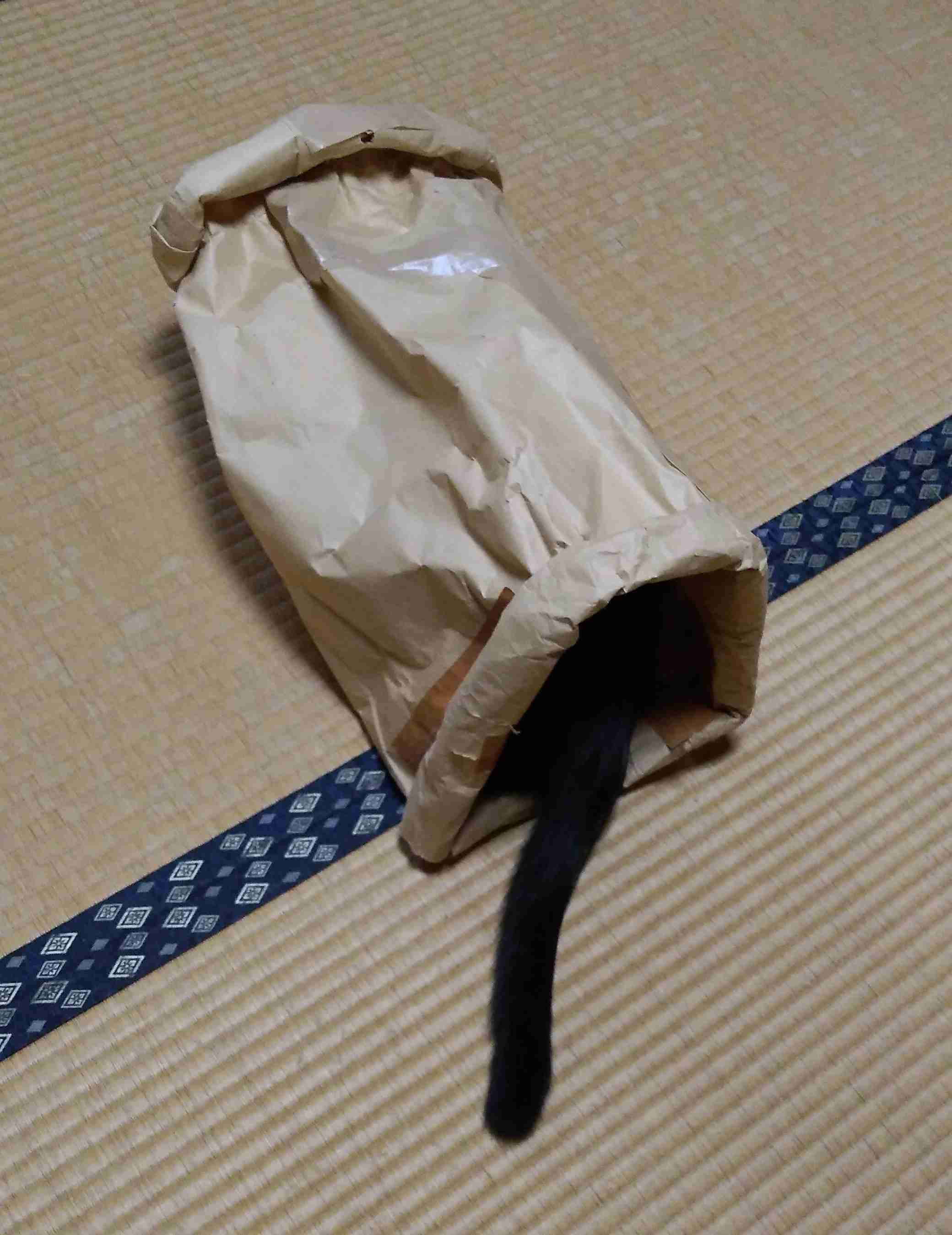 がるちゃん猫カフェ92号店開店しました♫(初めての方も大歓迎♫）