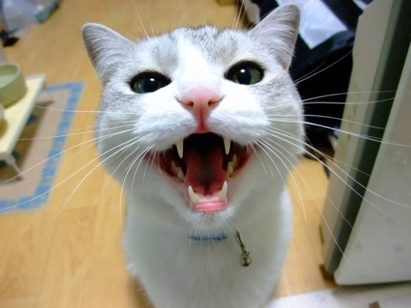 がるちゃん猫カフェ92号店開店しました♫(初めての方も大歓迎♫）