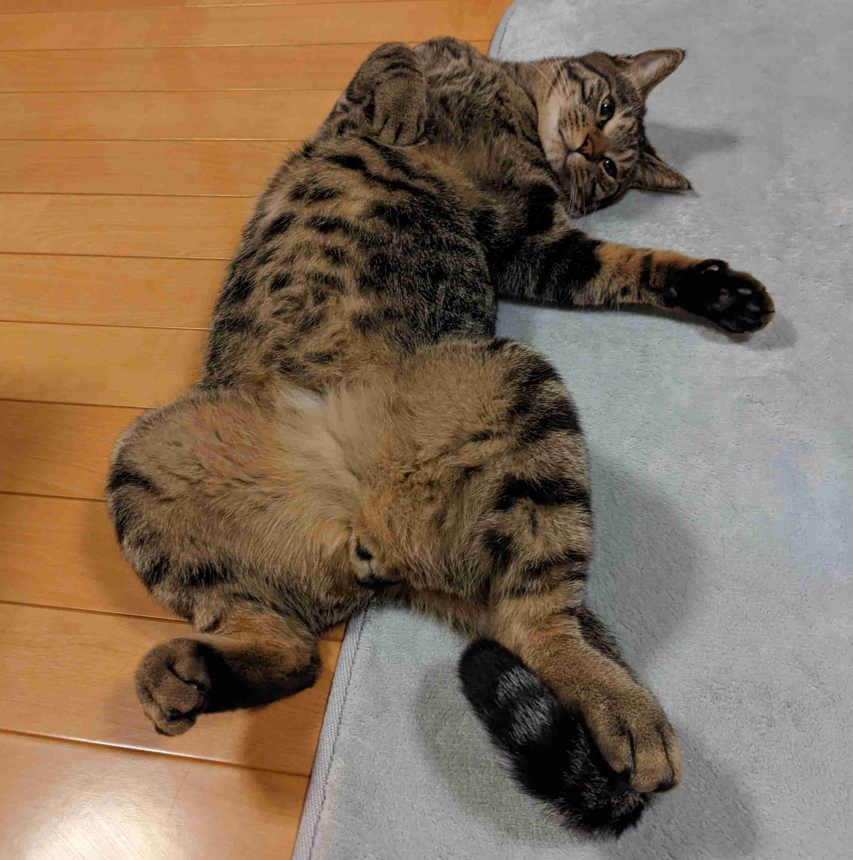 がるちゃん猫カフェ92号店開店しました♫(初めての方も大歓迎♫)