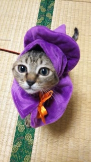 がるちゃん猫カフェ92号店開店しました♫(初めての方も大歓迎♫）
