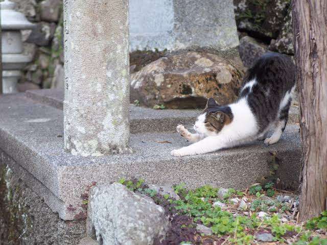 がるちゃん猫カフェ92号店開店しました♫(初めての方も大歓迎♫)