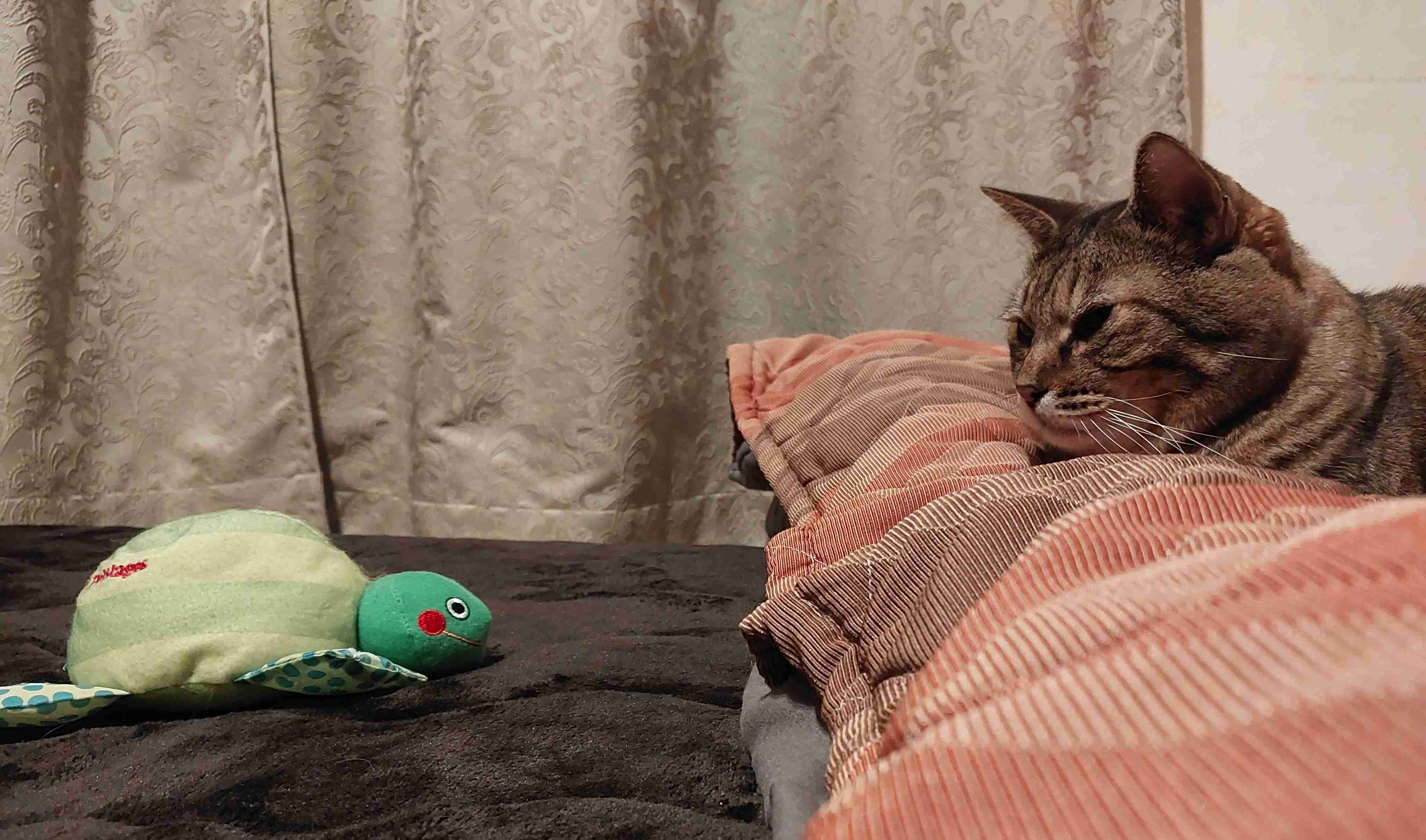 がるちゃん猫カフェ92号店開店しました♫(初めての方も大歓迎♫)