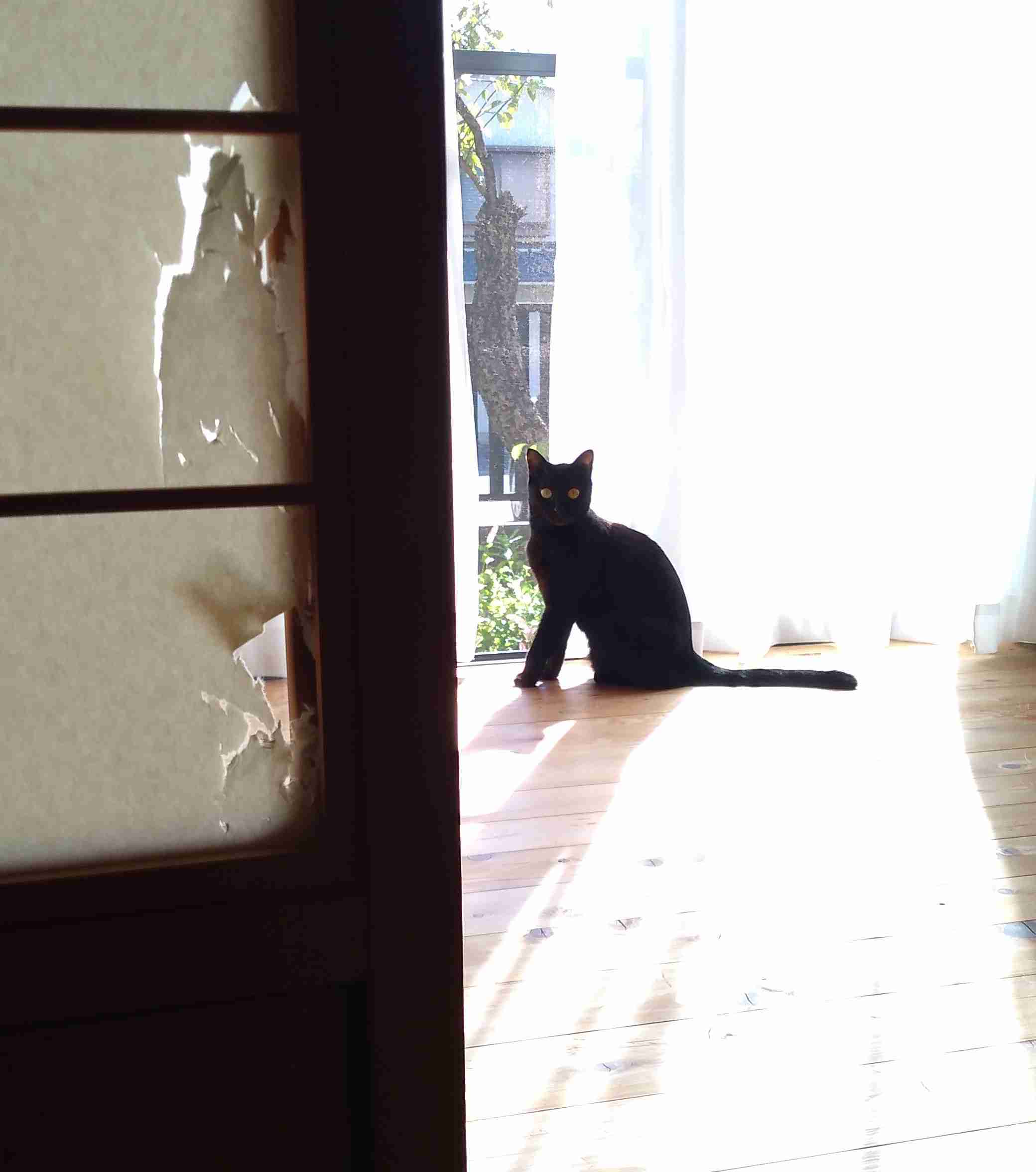 がるちゃん猫カフェ92号店開店しました♫(初めての方も大歓迎♫)