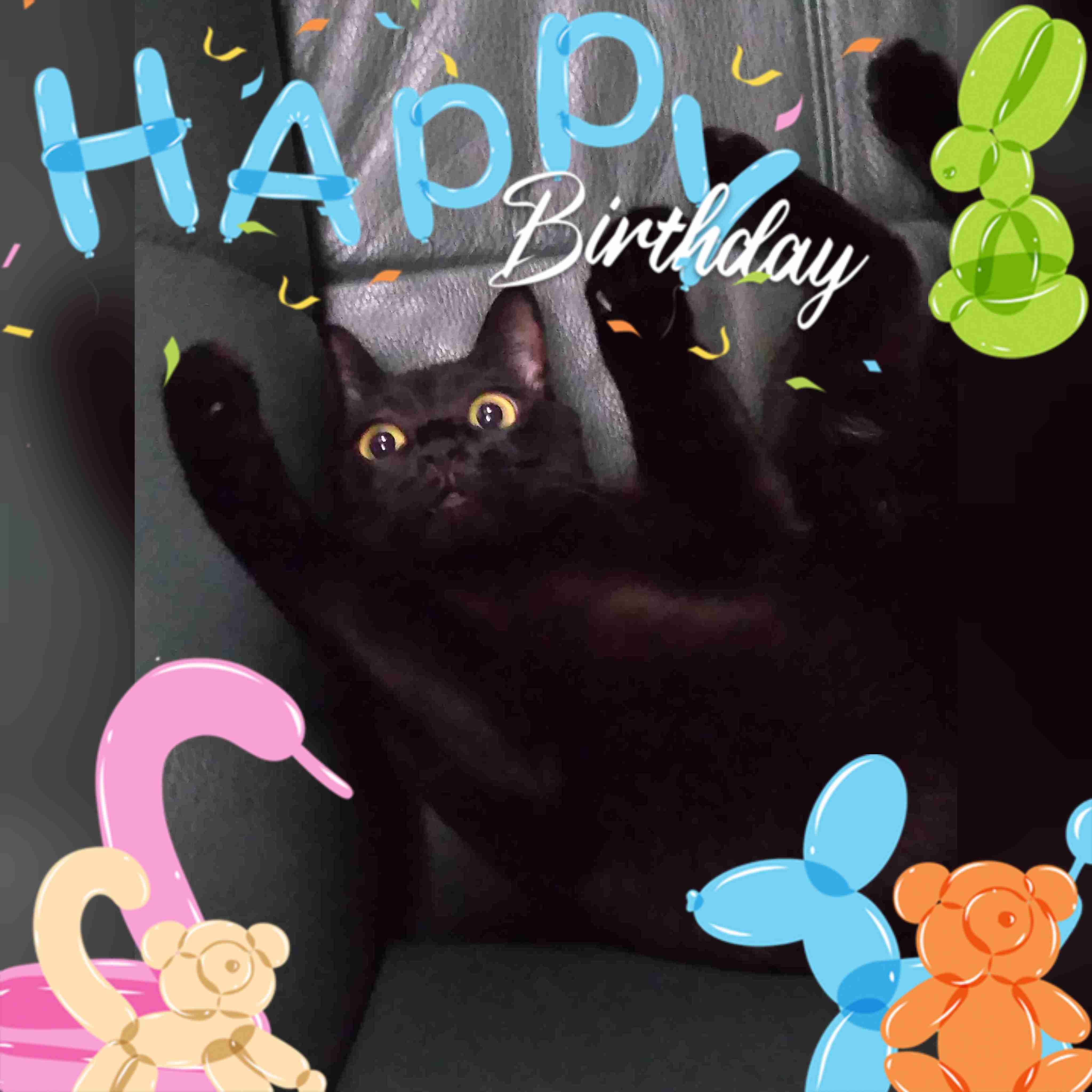 がるちゃん猫カフェ92号店開店しました♫(初めての方も大歓迎♫)