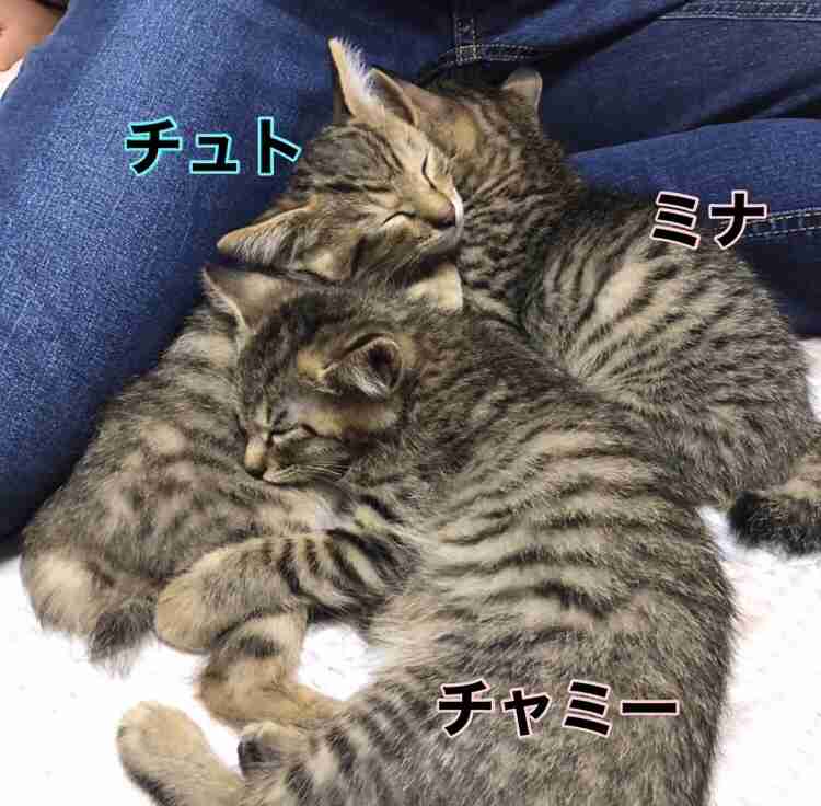 がるちゃん猫カフェ92号店開店しました♫(初めての方も大歓迎♫)