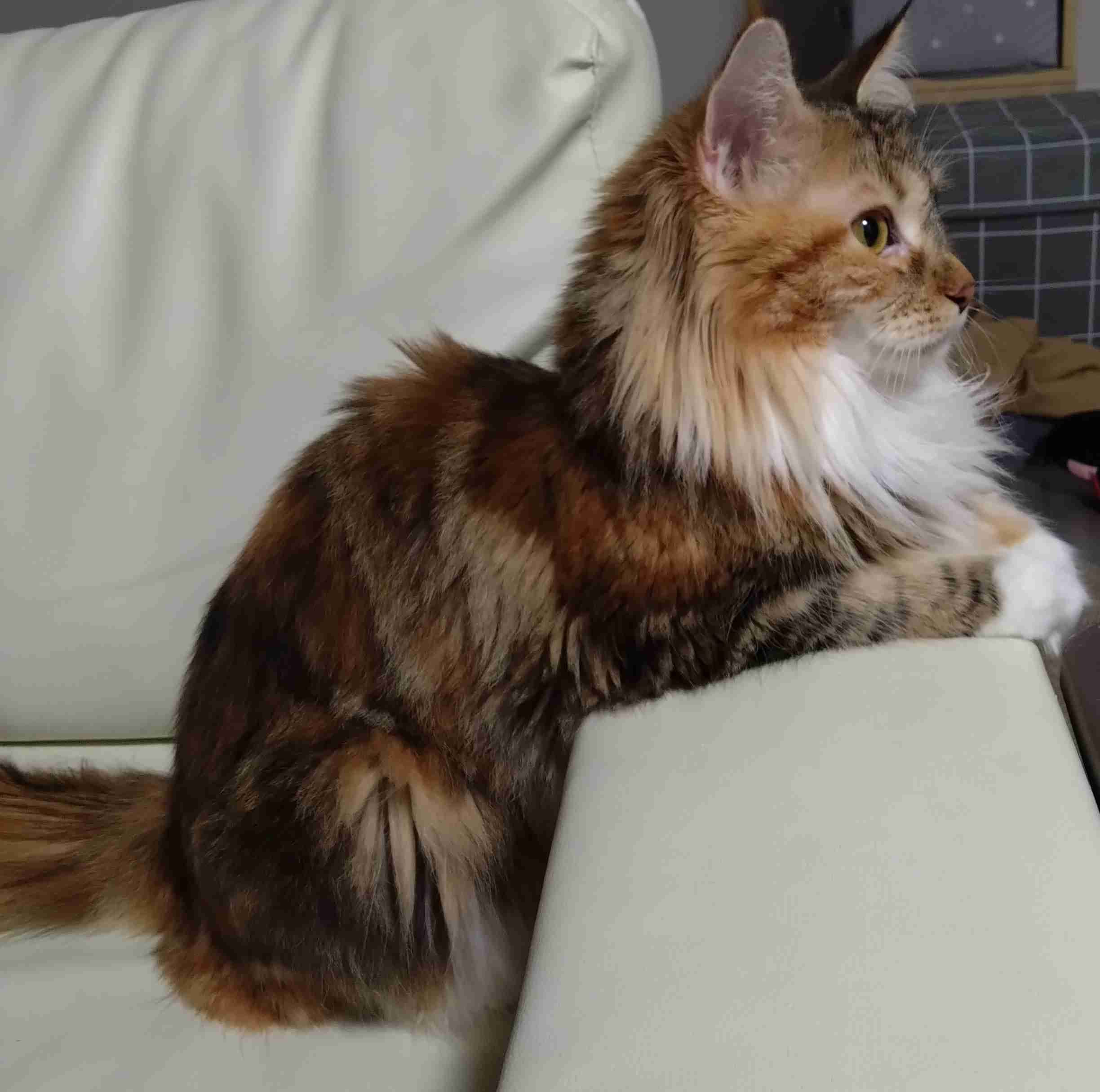 がるちゃん猫カフェ92号店開店しました♫(初めての方も大歓迎♫)