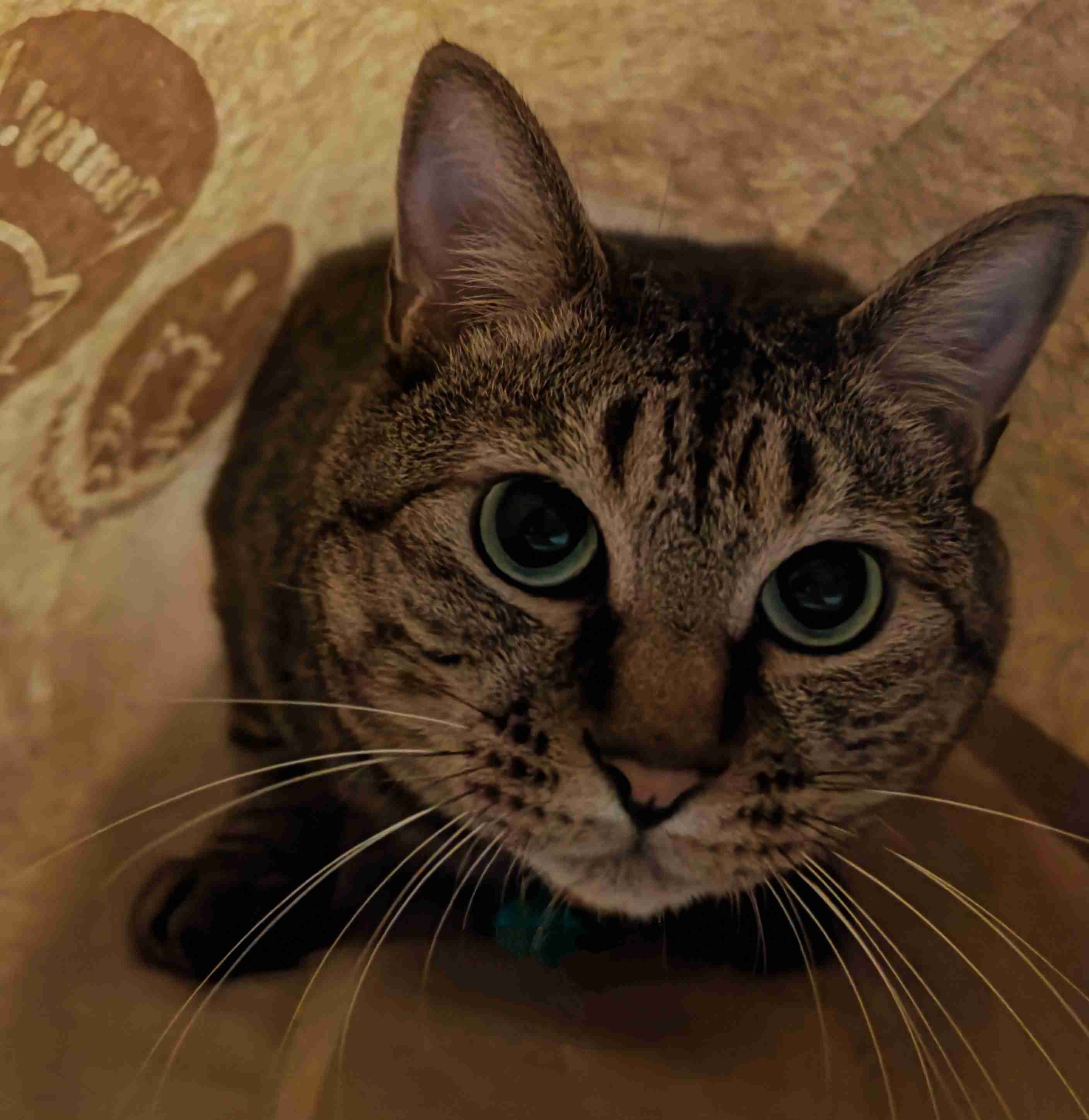 がるちゃん猫カフェ92号店開店しました♫(初めての方も大歓迎♫)