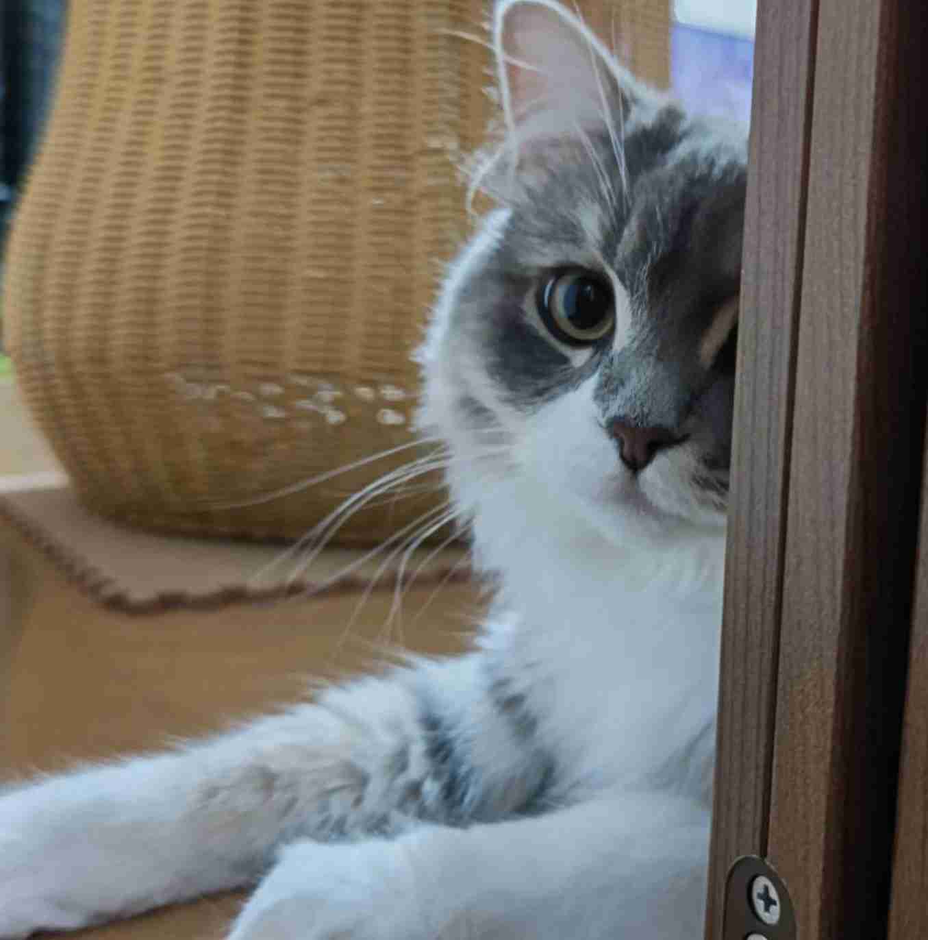 がるちゃん猫カフェ92号店開店しました♫(初めての方も大歓迎♫)