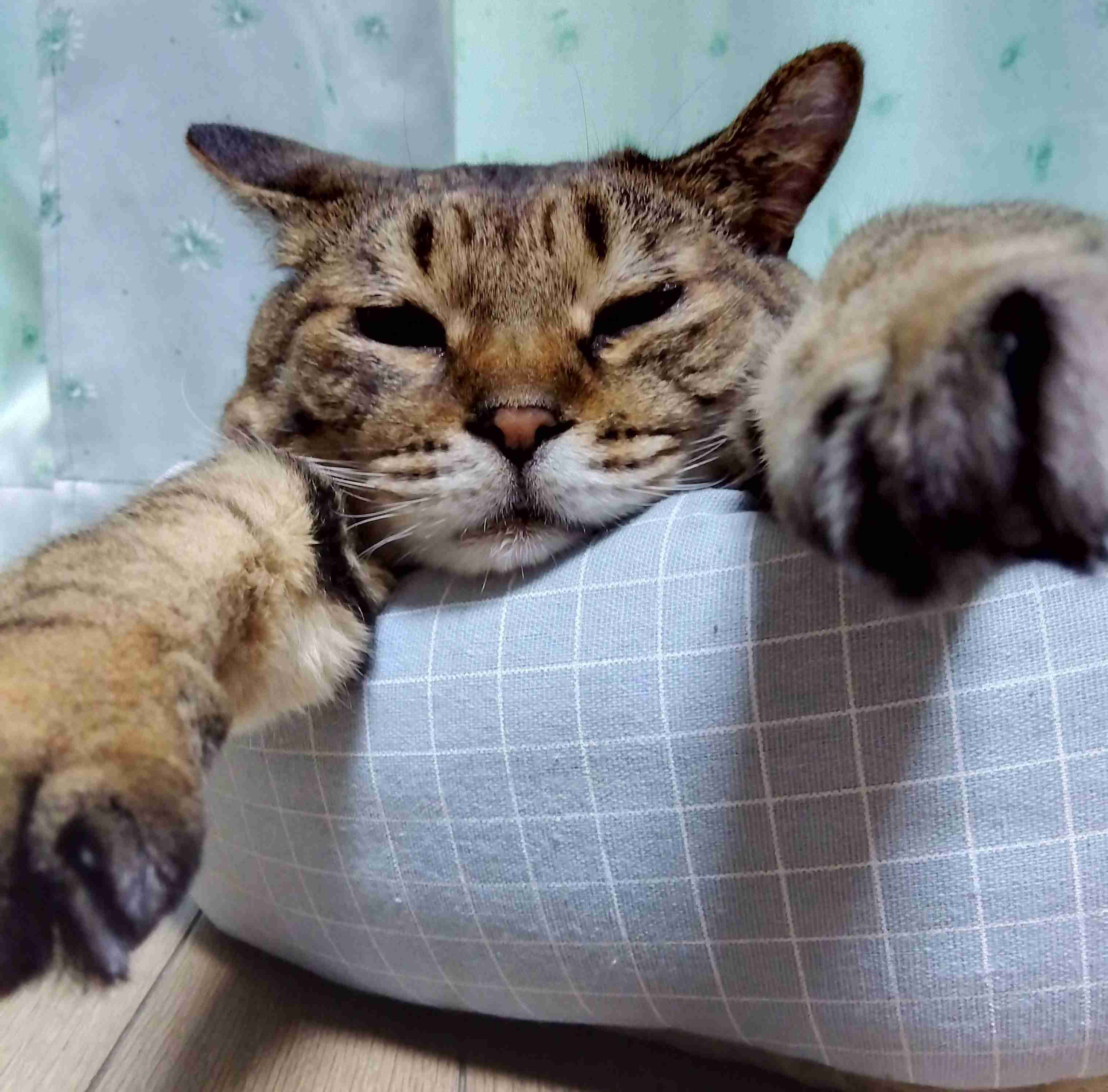 がるちゃん猫カフェ92号店開店しました♫(初めての方も大歓迎♫)