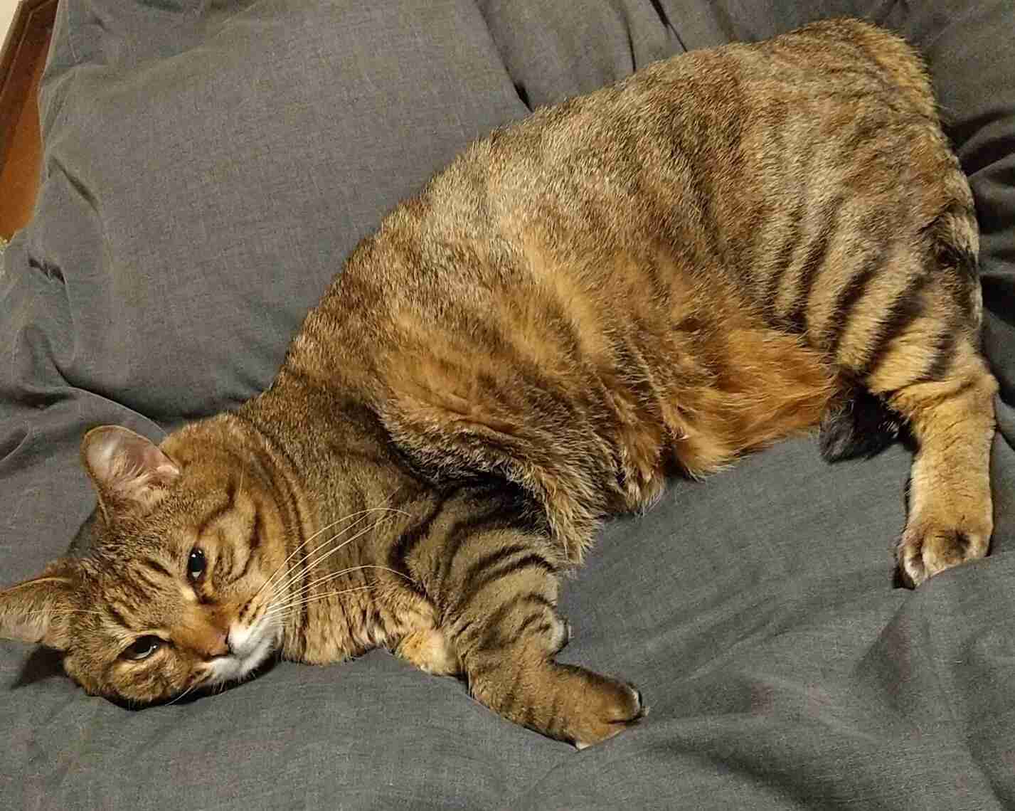 がるちゃん猫カフェ92号店開店しました♫(初めての方も大歓迎♫)