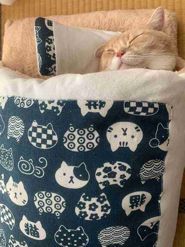 がるちゃん猫カフェ92号店開店しました♫(初めての方も大歓迎♫)