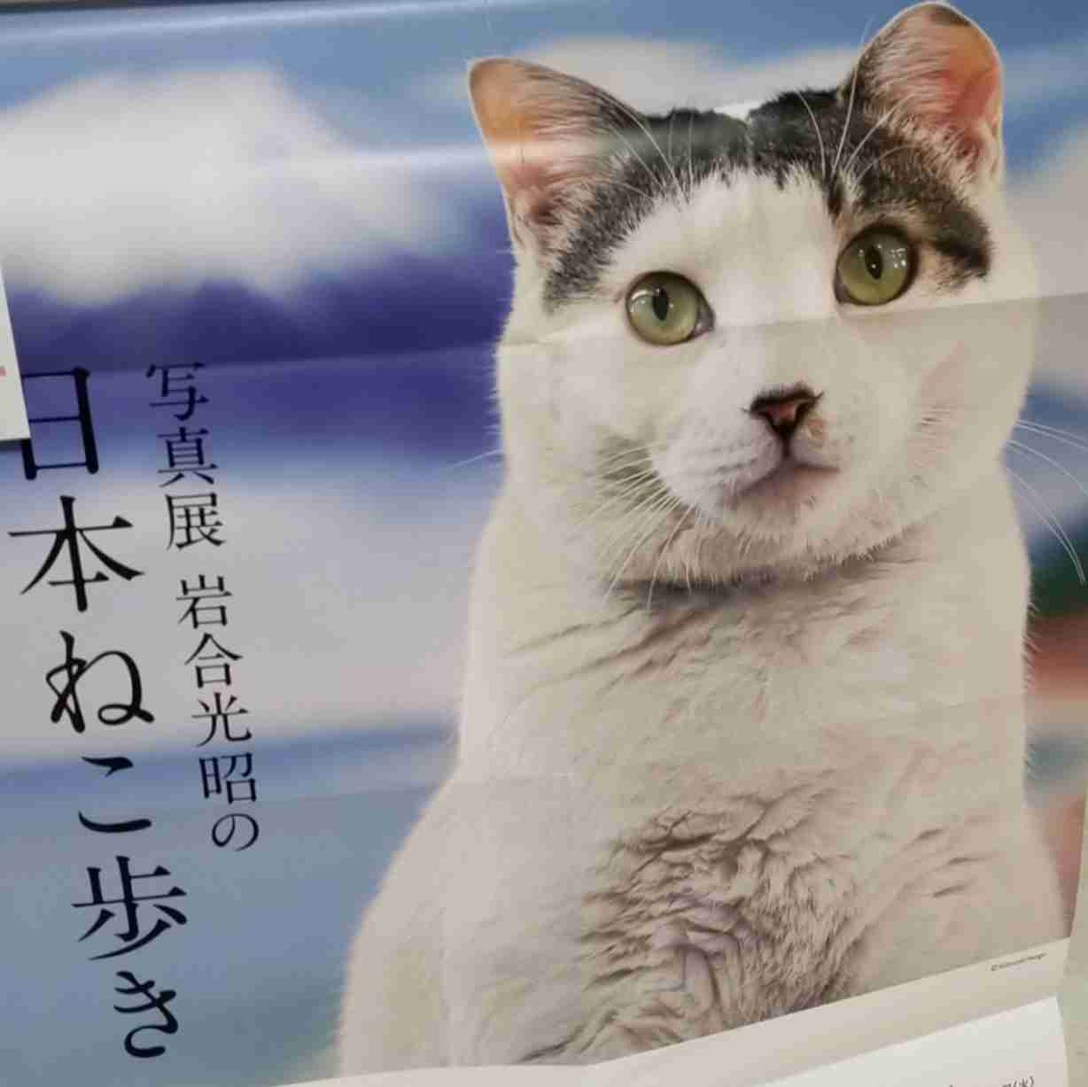 がるちゃん猫カフェ92号店開店しました♫(初めての方も大歓迎♫)