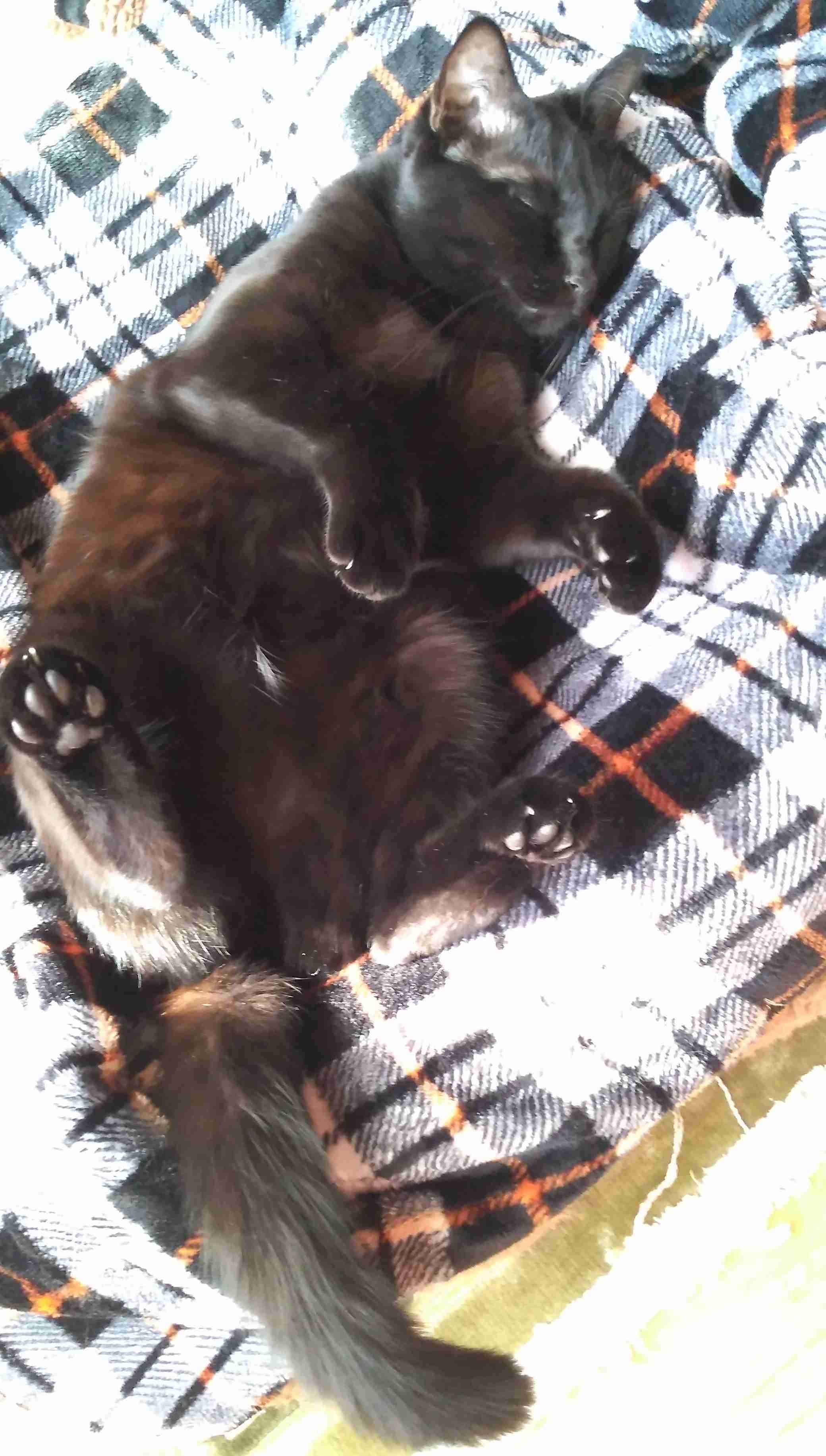 がるちゃん猫カフェ92号店開店しました♫(初めての方も大歓迎♫)