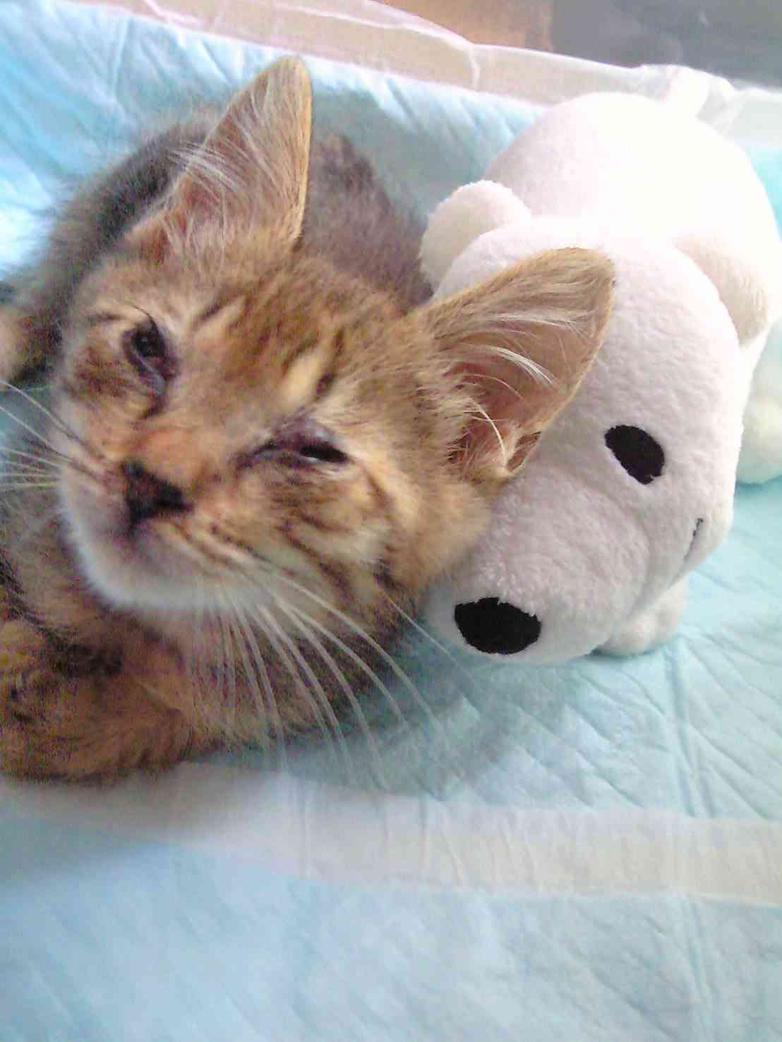 がるちゃん猫カフェ92号店開店しました♫(初めての方も大歓迎♫)