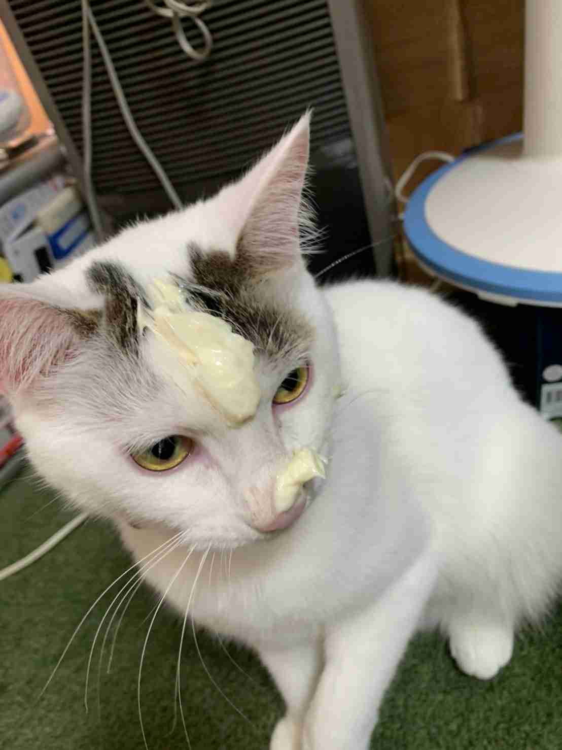 がるちゃん猫カフェ92号店開店しました♫(初めての方も大歓迎♫)