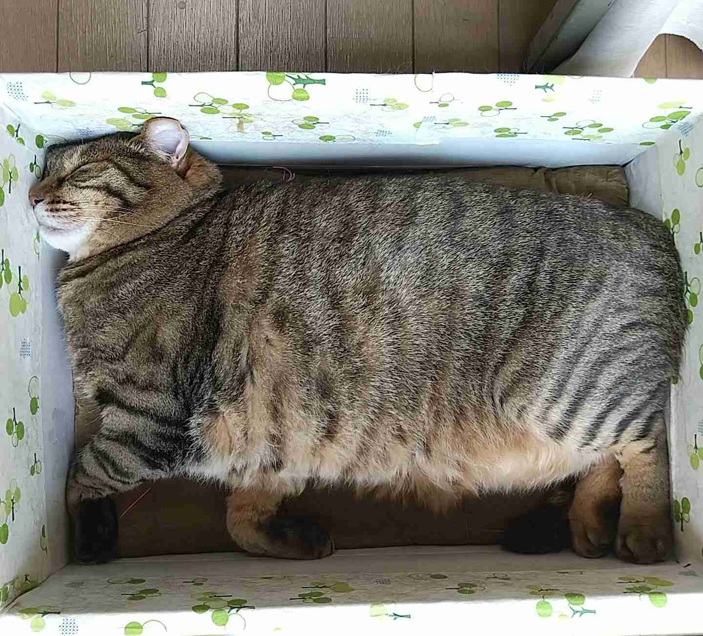 がるちゃん猫カフェ92号店開店しました♫(初めての方も大歓迎♫）