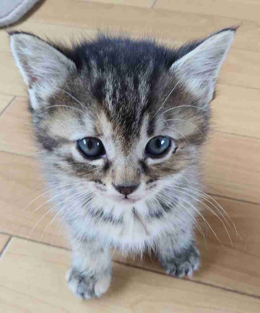 がるちゃん猫カフェ92号店開店しました♫(初めての方も大歓迎♫)