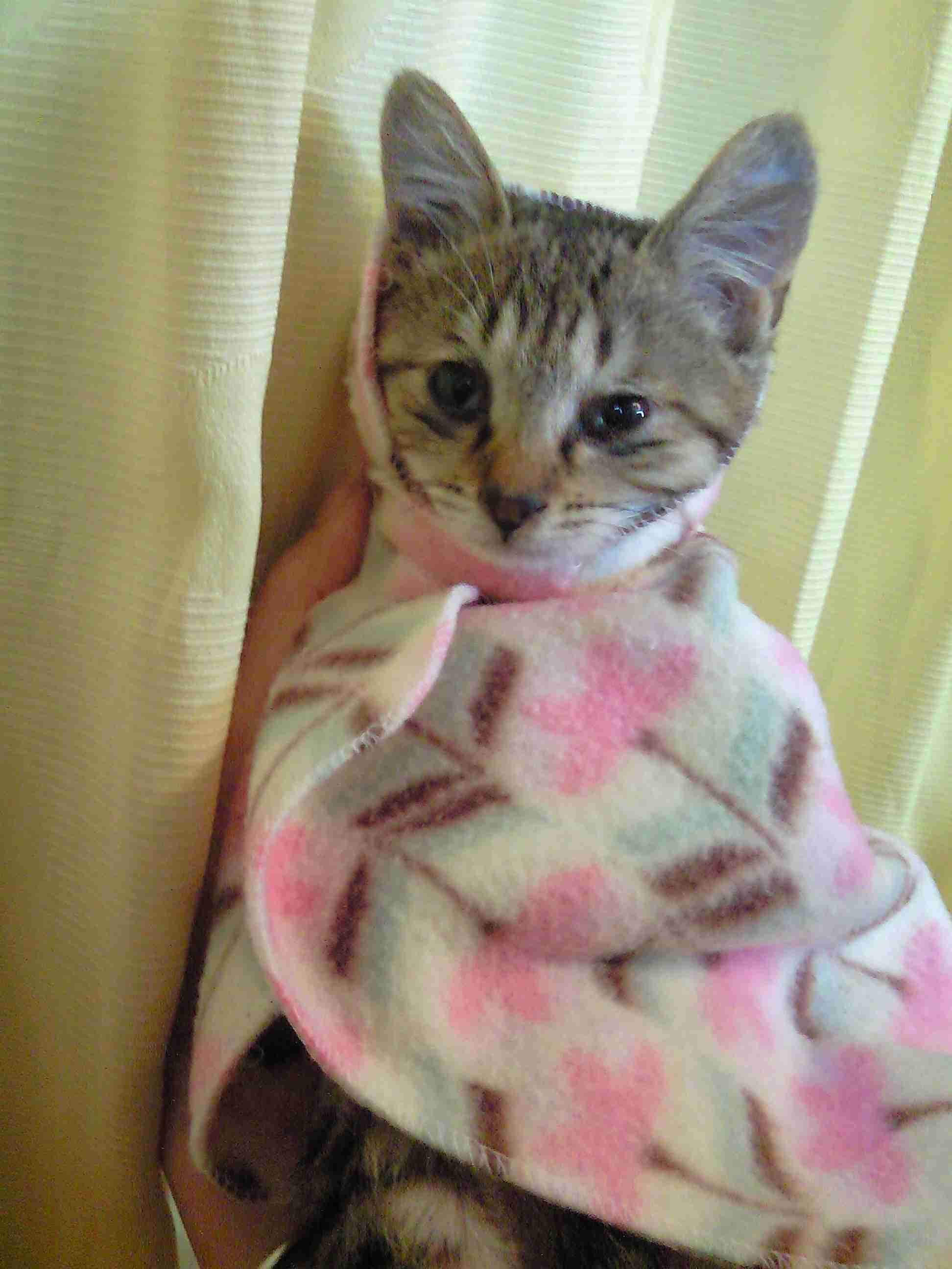 がるちゃん猫カフェ92号店開店しました♫(初めての方も大歓迎♫）