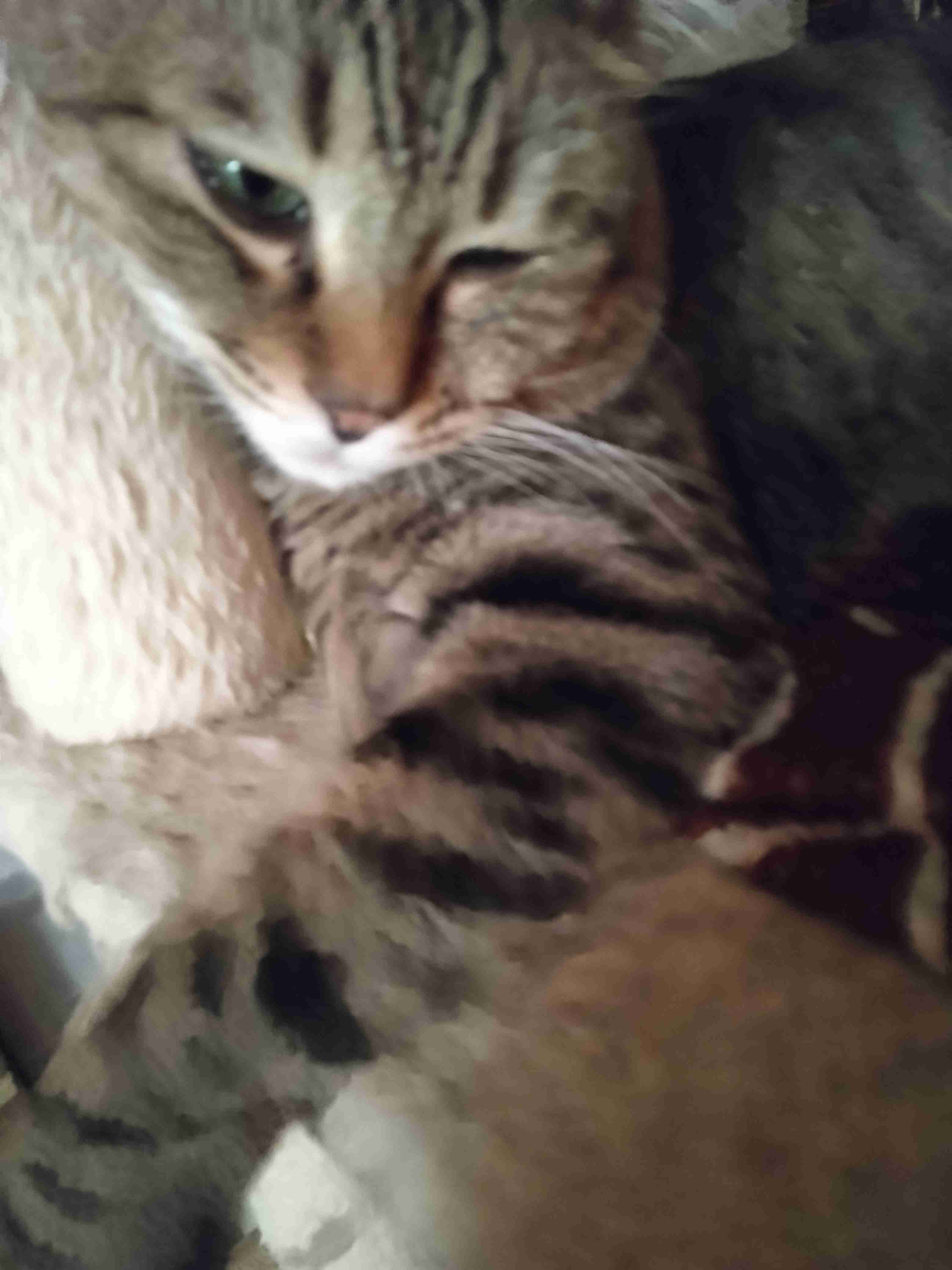 がるちゃん猫カフェ92号店開店しました♫(初めての方も大歓迎♫）