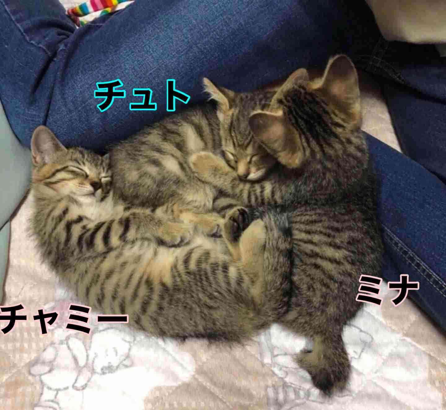 がるちゃん猫カフェ92号店開店しました♫(初めての方も大歓迎♫)