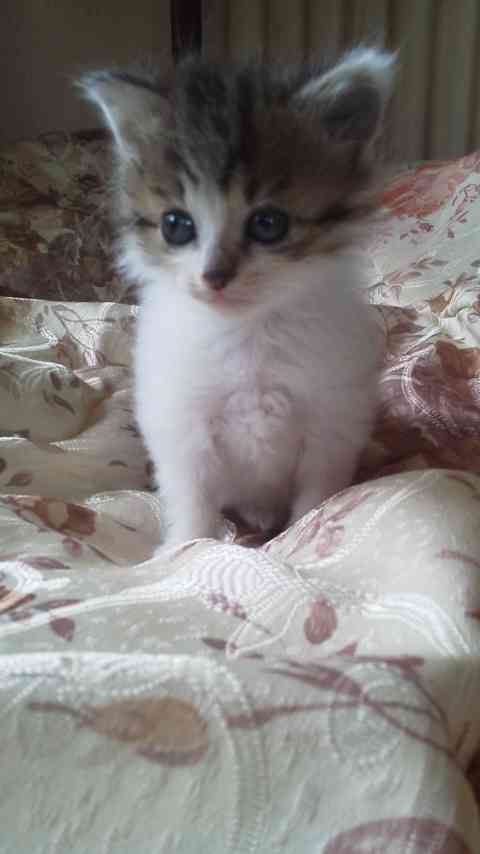 がるちゃん猫カフェ92号店開店しました♫(初めての方も大歓迎♫)