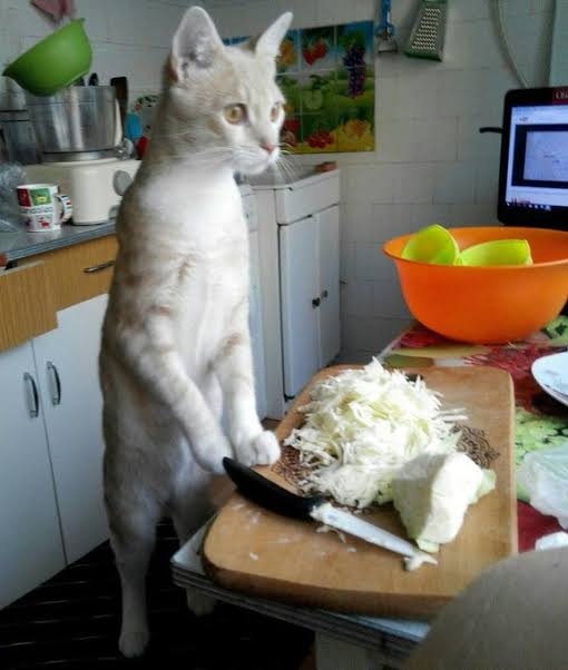 がるちゃん猫カフェ92号店開店しました♫(初めての方も大歓迎♫）