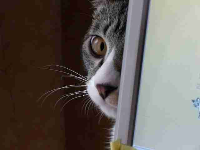 がるちゃん猫カフェ92号店開店しました♫(初めての方も大歓迎♫)