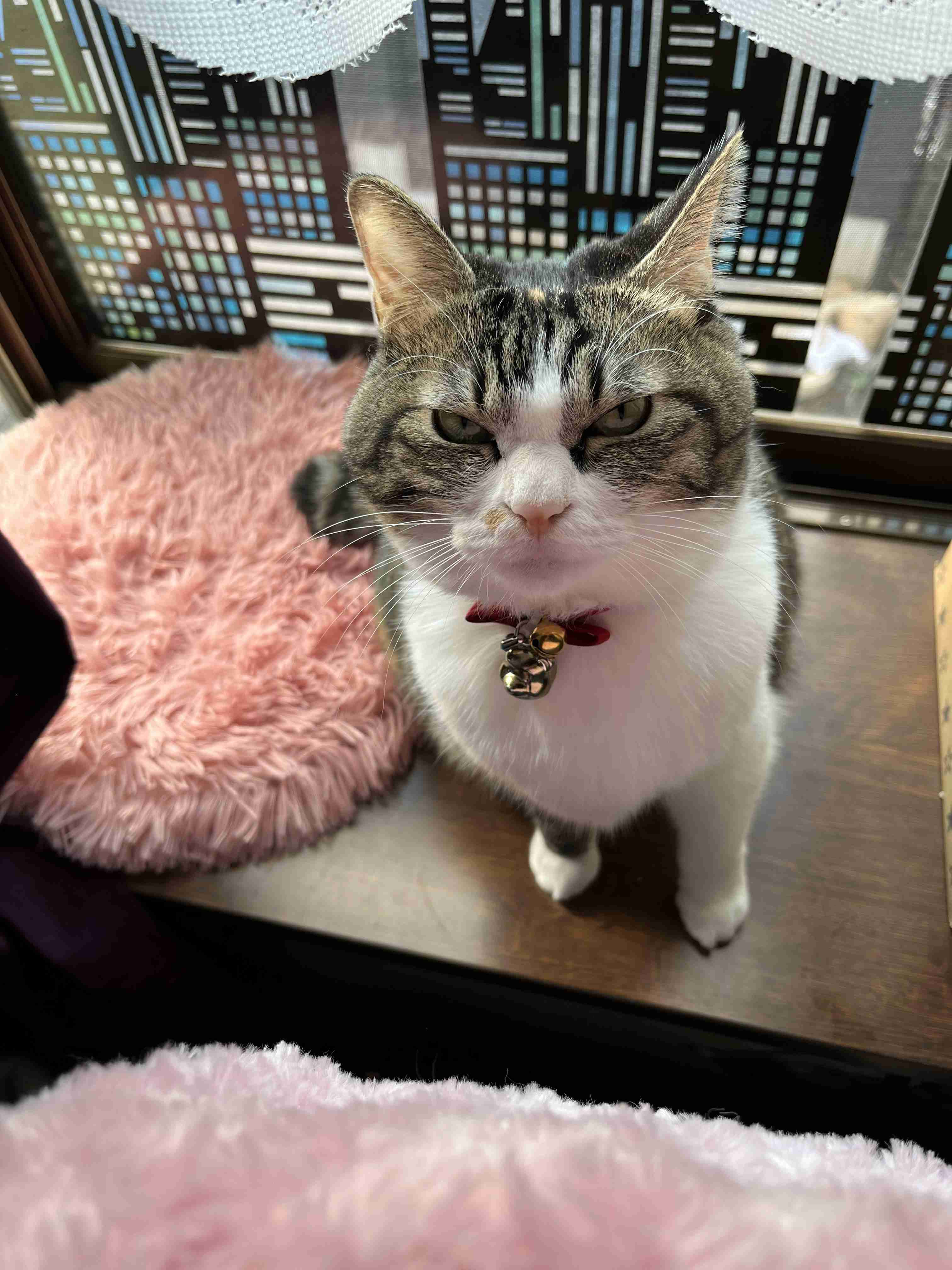 がるちゃん猫カフェ92号店開店しました♫(初めての方も大歓迎♫)