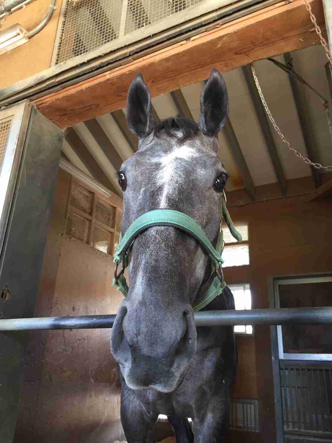 【競馬】UMAJO集まれ！ part 29【アンチ厳禁】