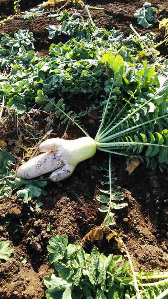 スーパーで買った野菜に虫が入ってる率が高い気がする