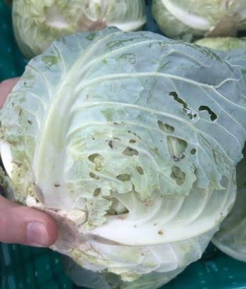 スーパーで買った野菜に虫が入ってる率が高い気がする